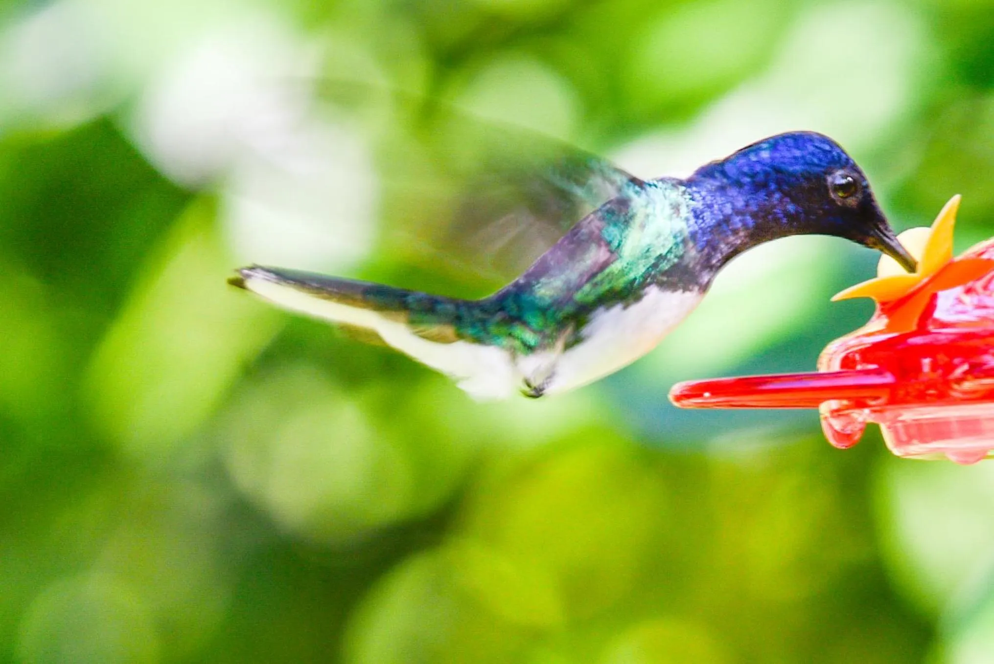Animals in Hotel El Mono Feliz