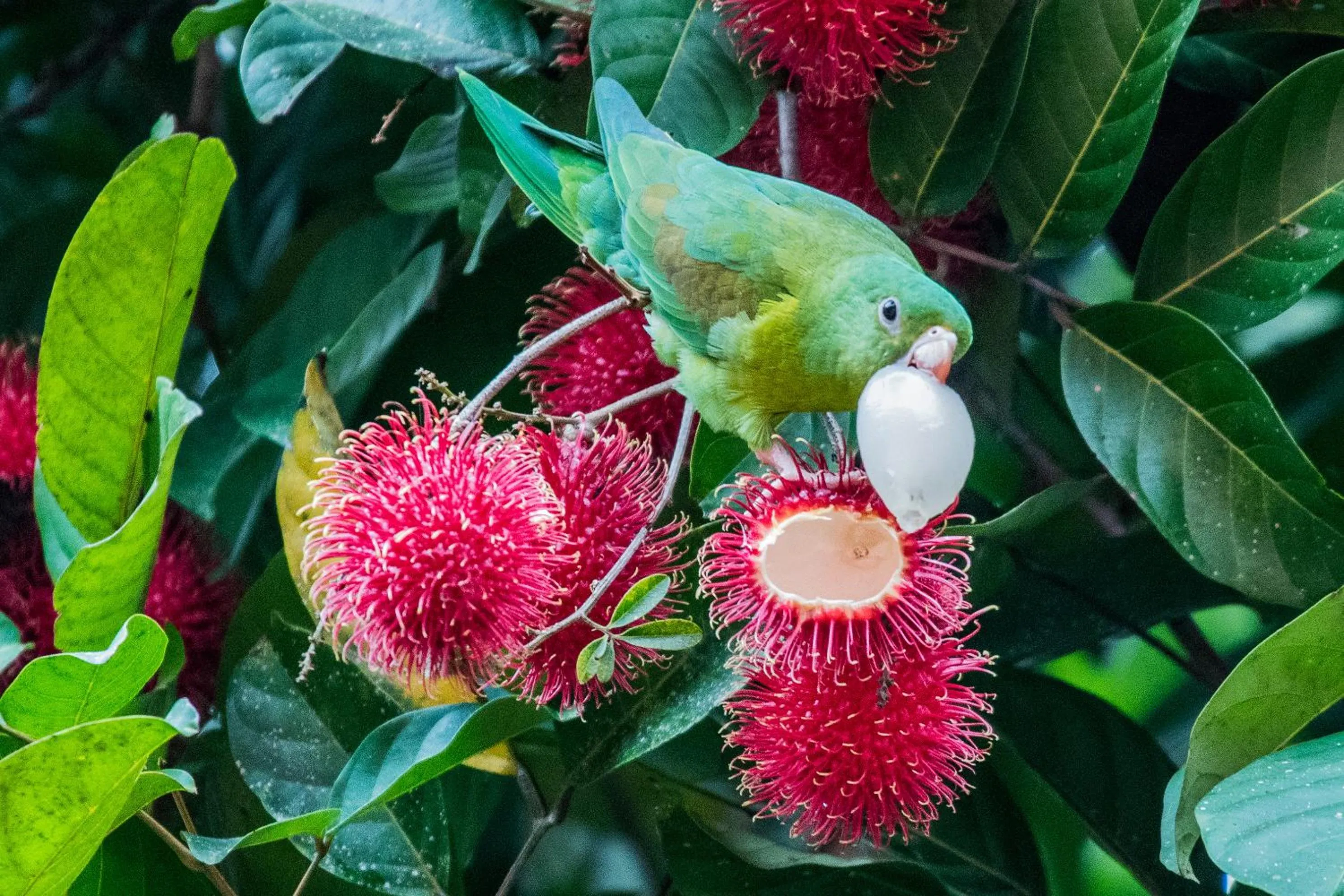 Garden in Hotel El Mono Feliz