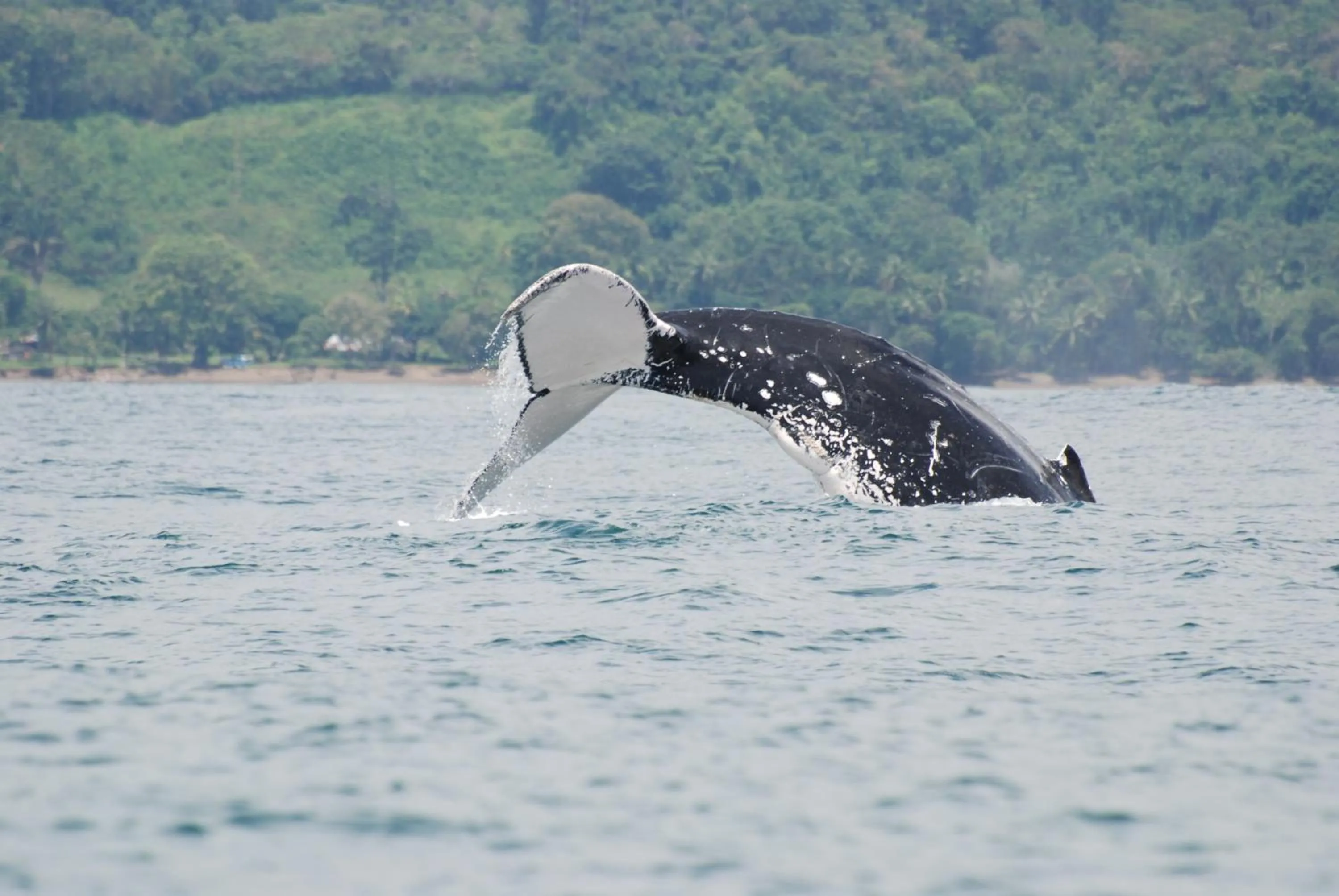 Activities in Hotel El Mono Feliz