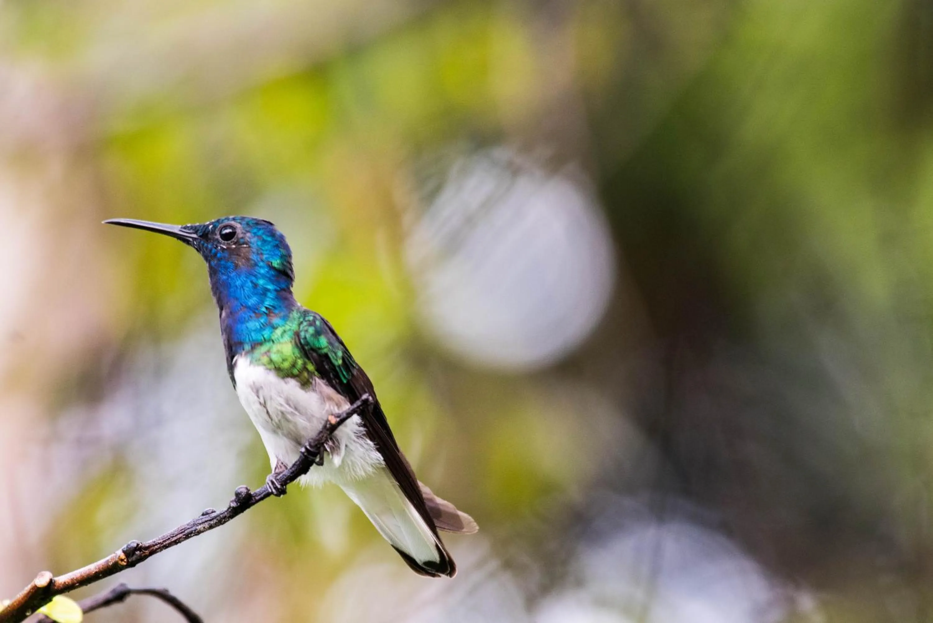 Animals in Hotel El Mono Feliz