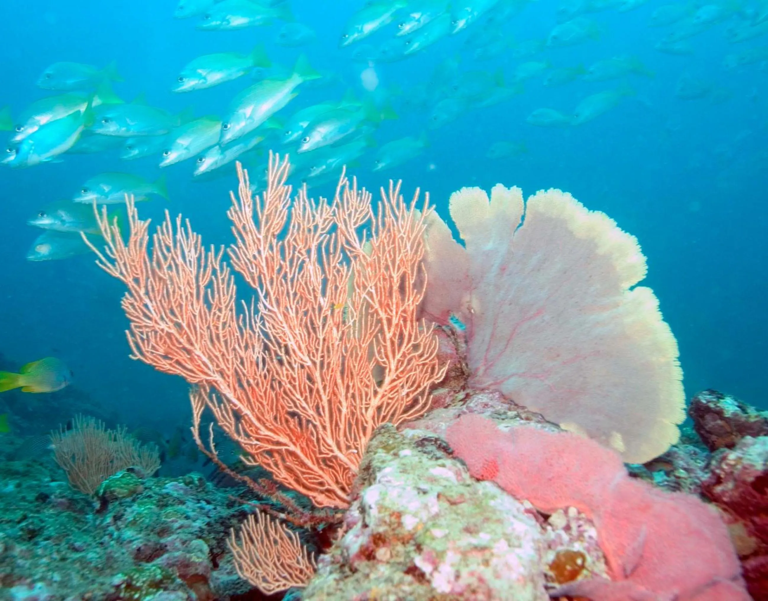 Diving in Hotel El Mono Feliz