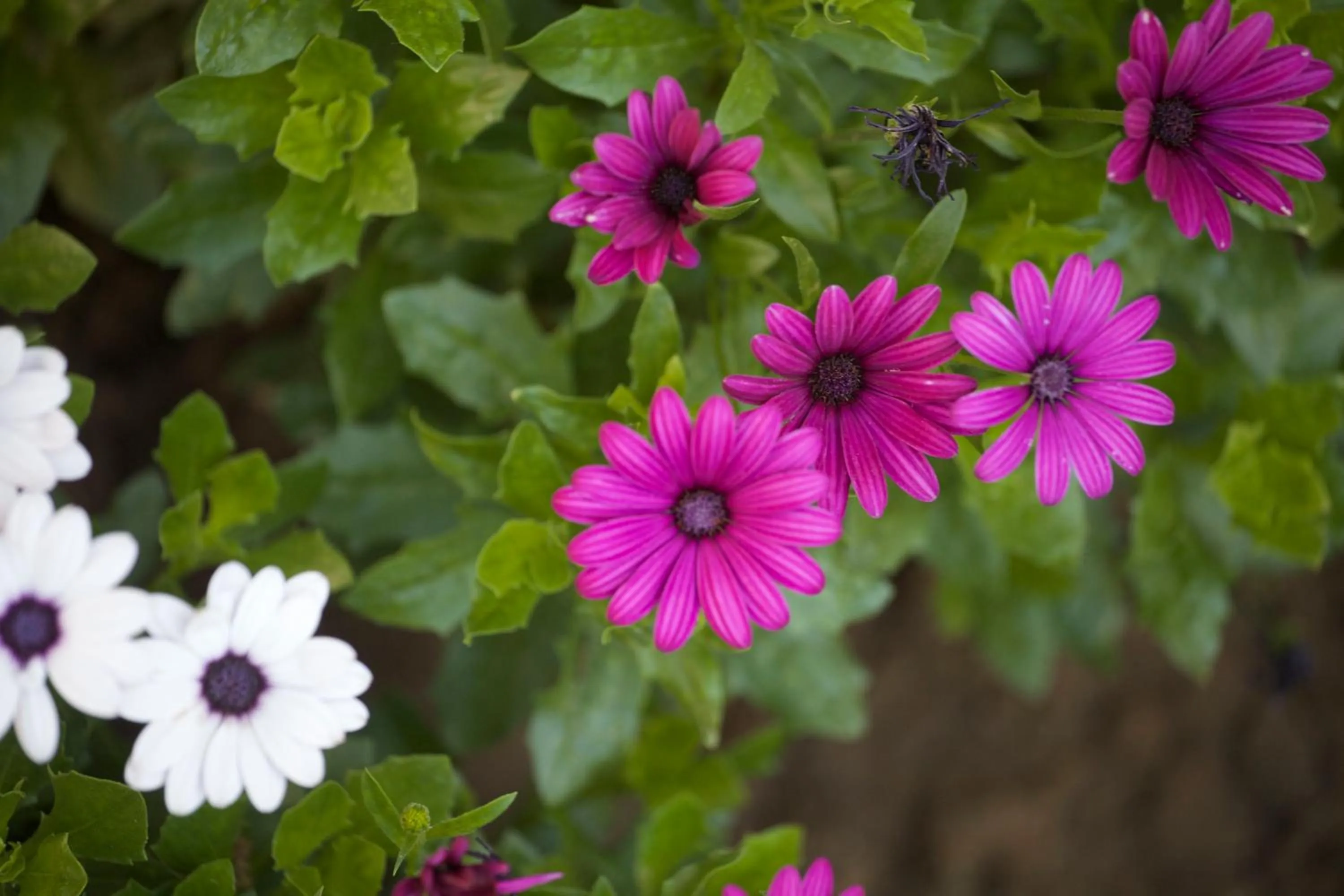 Garden in Aloha Apartments with pool