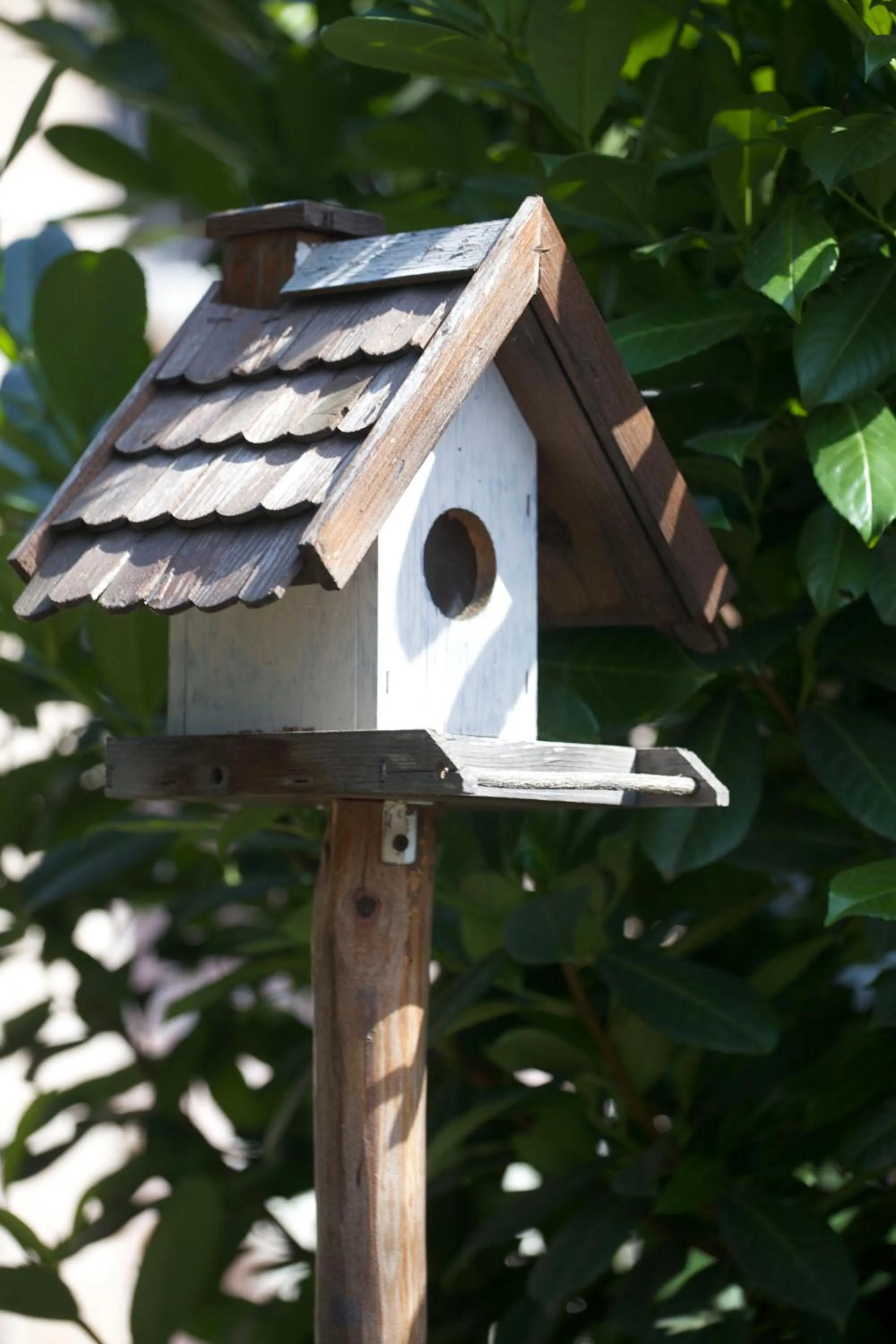 Garden in Aloha Apartments with pool