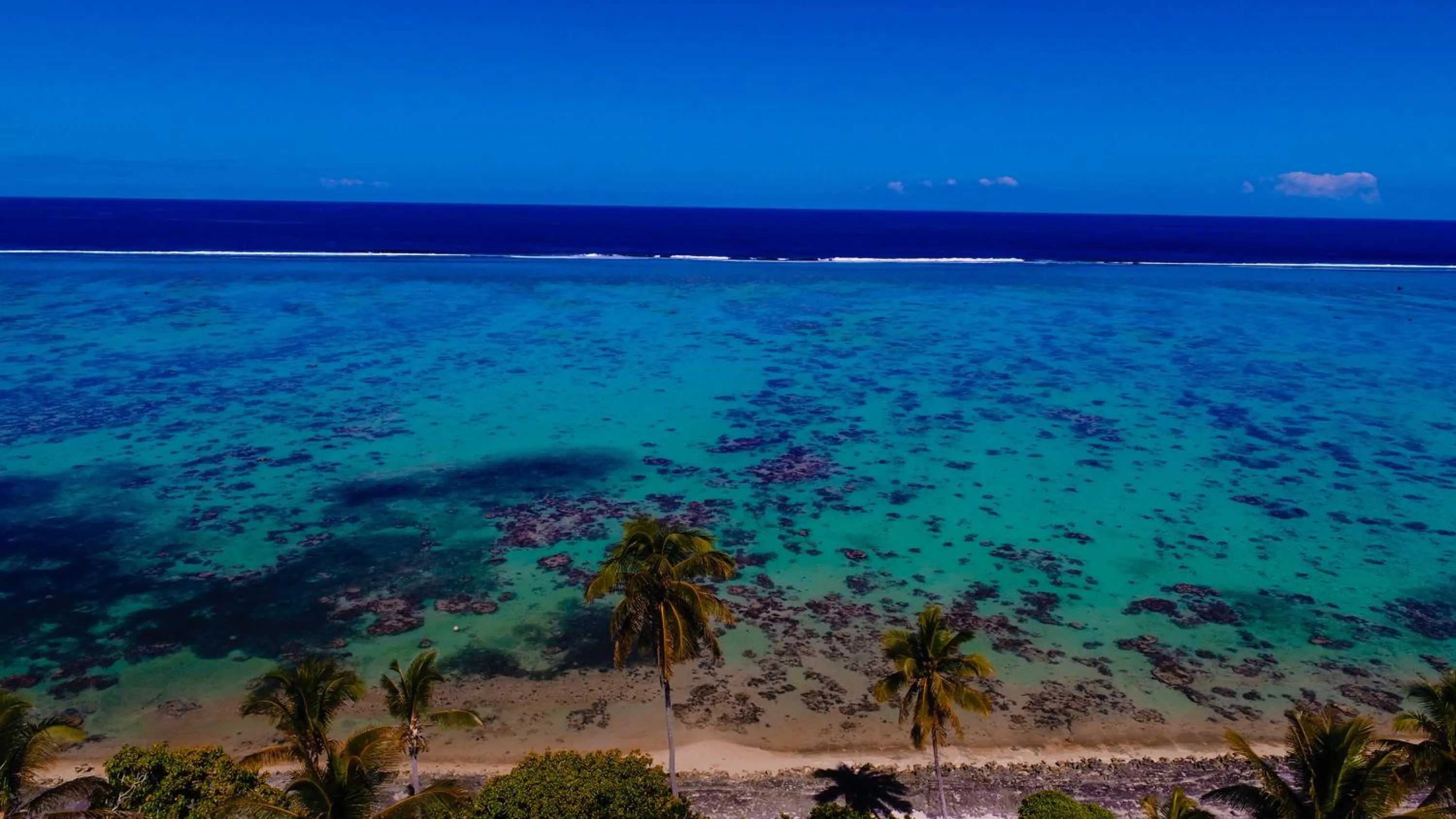 Beach in Maui Palms