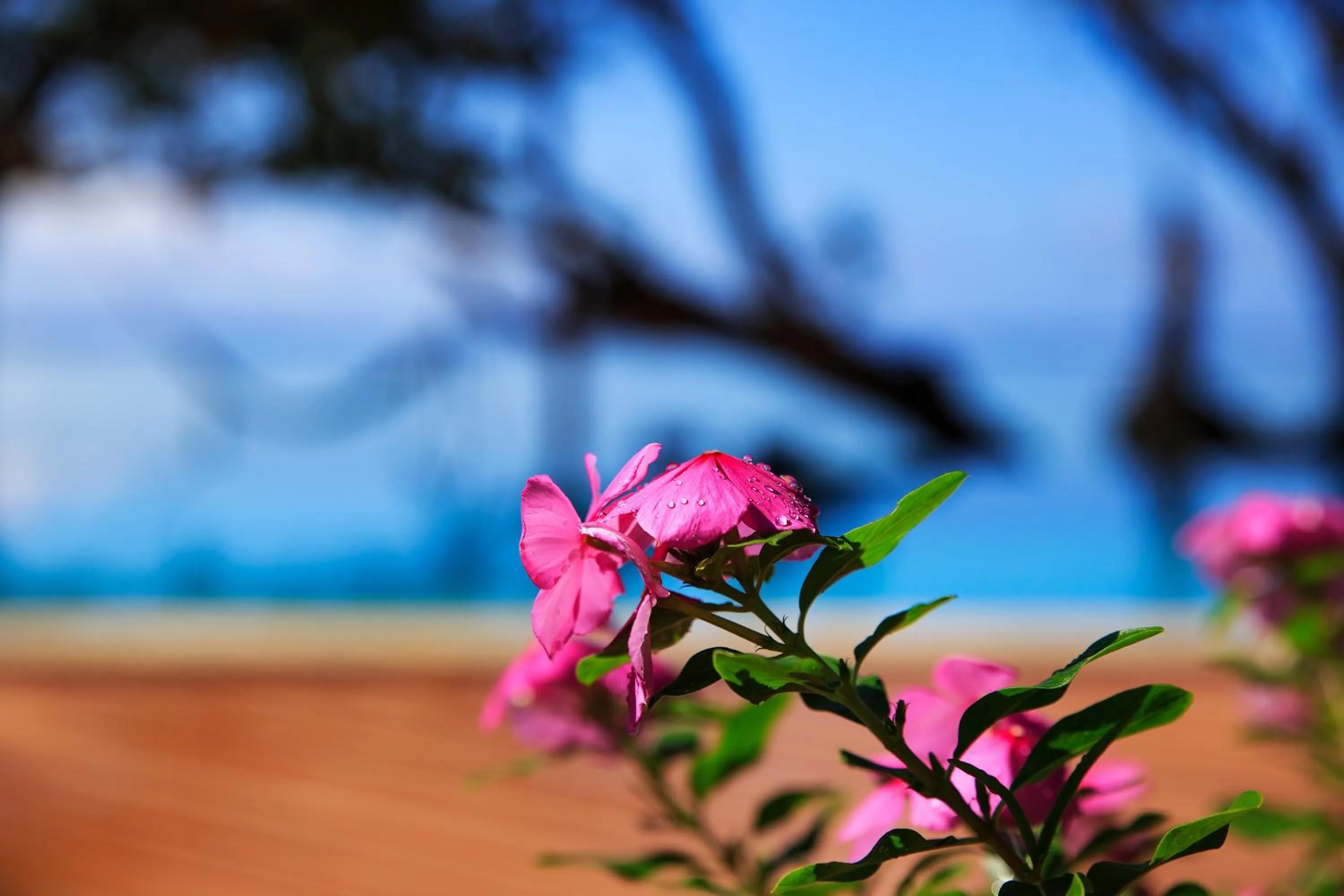 Natural landscape in Maui Palms