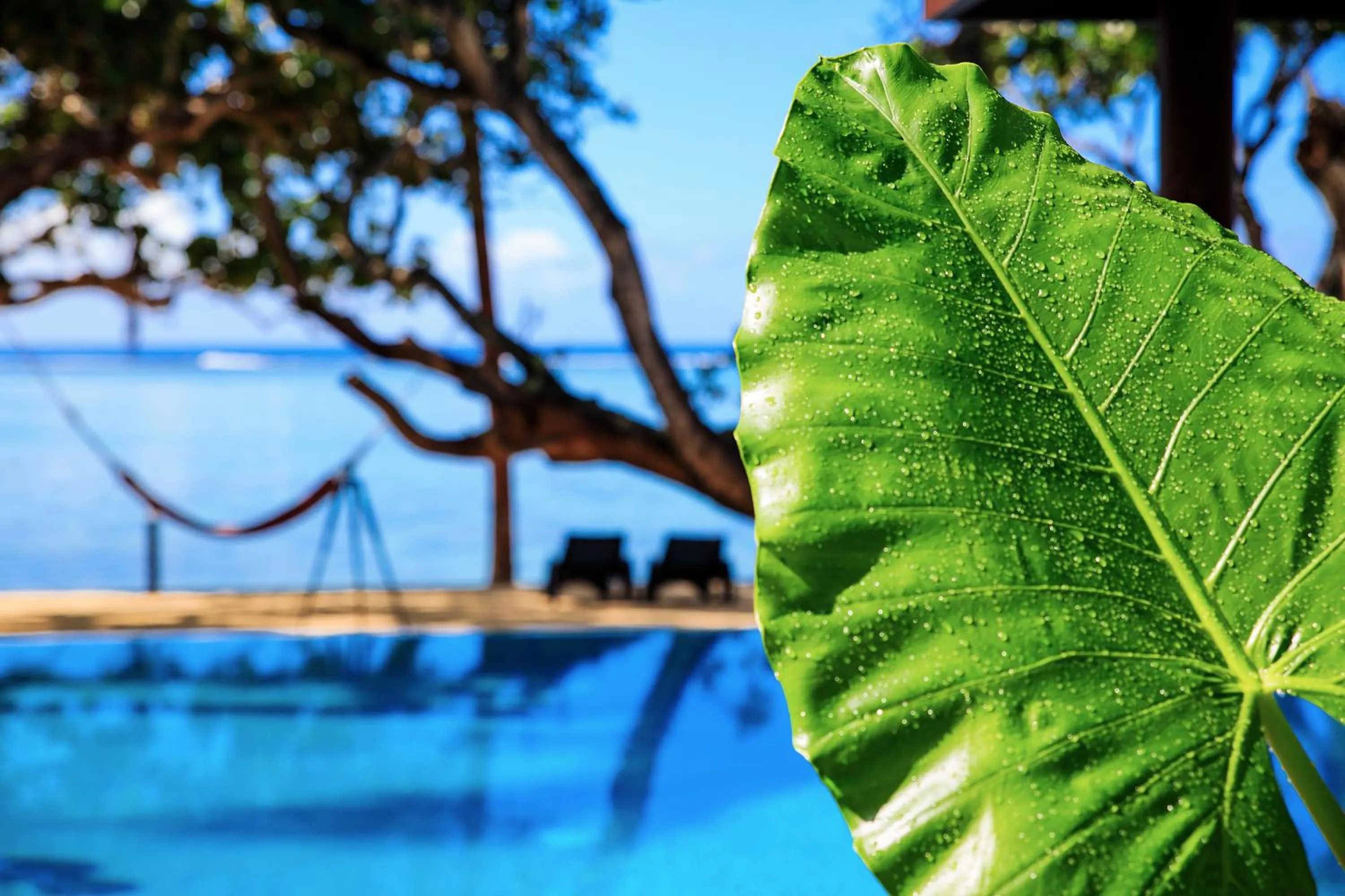 Natural landscape in Maui Palms