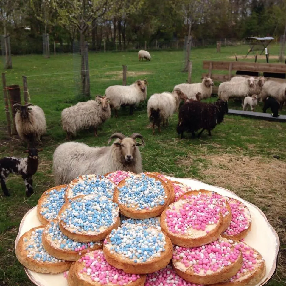 boerderijkamer Korenbloem