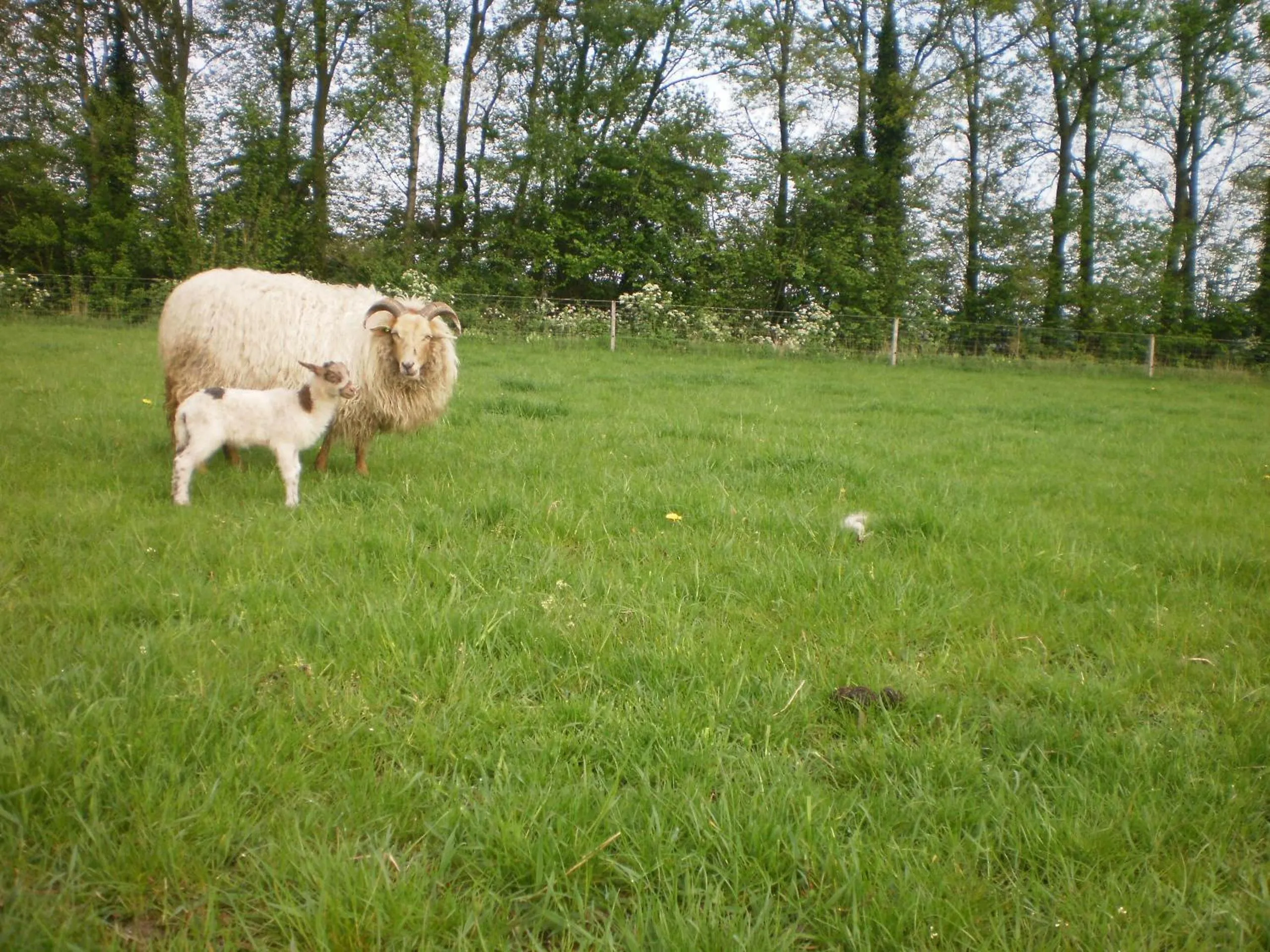 Property building in boerderijkamer Korenbloem