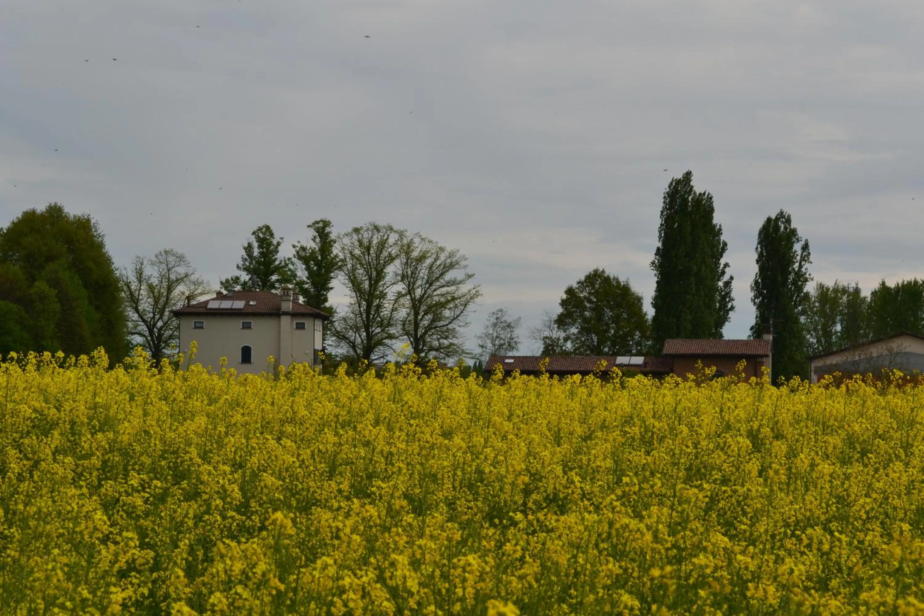 Spring in Monteborre