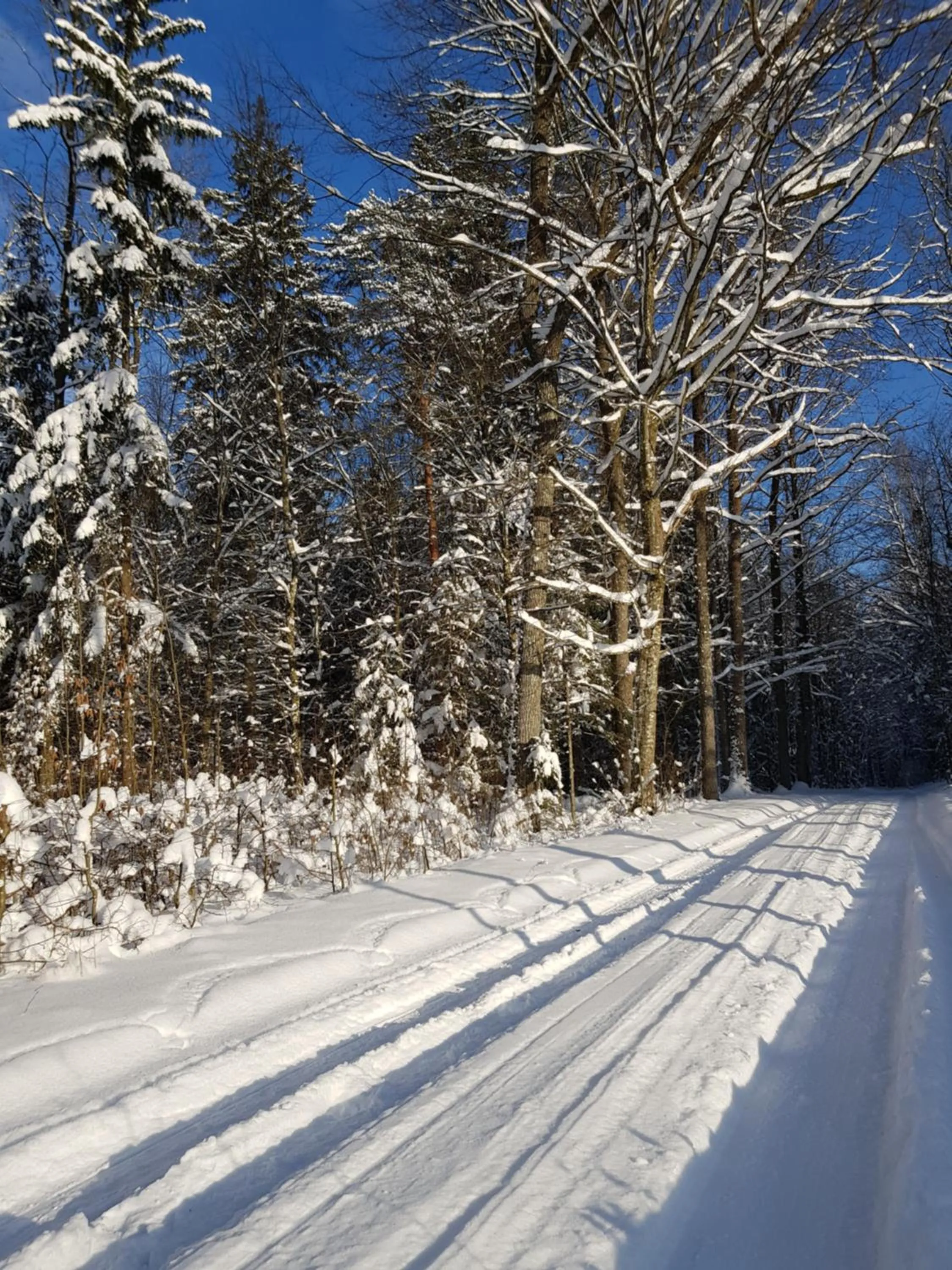 Natural landscape in Białowieska Leśniczówka "U Jasia i Małgosi"