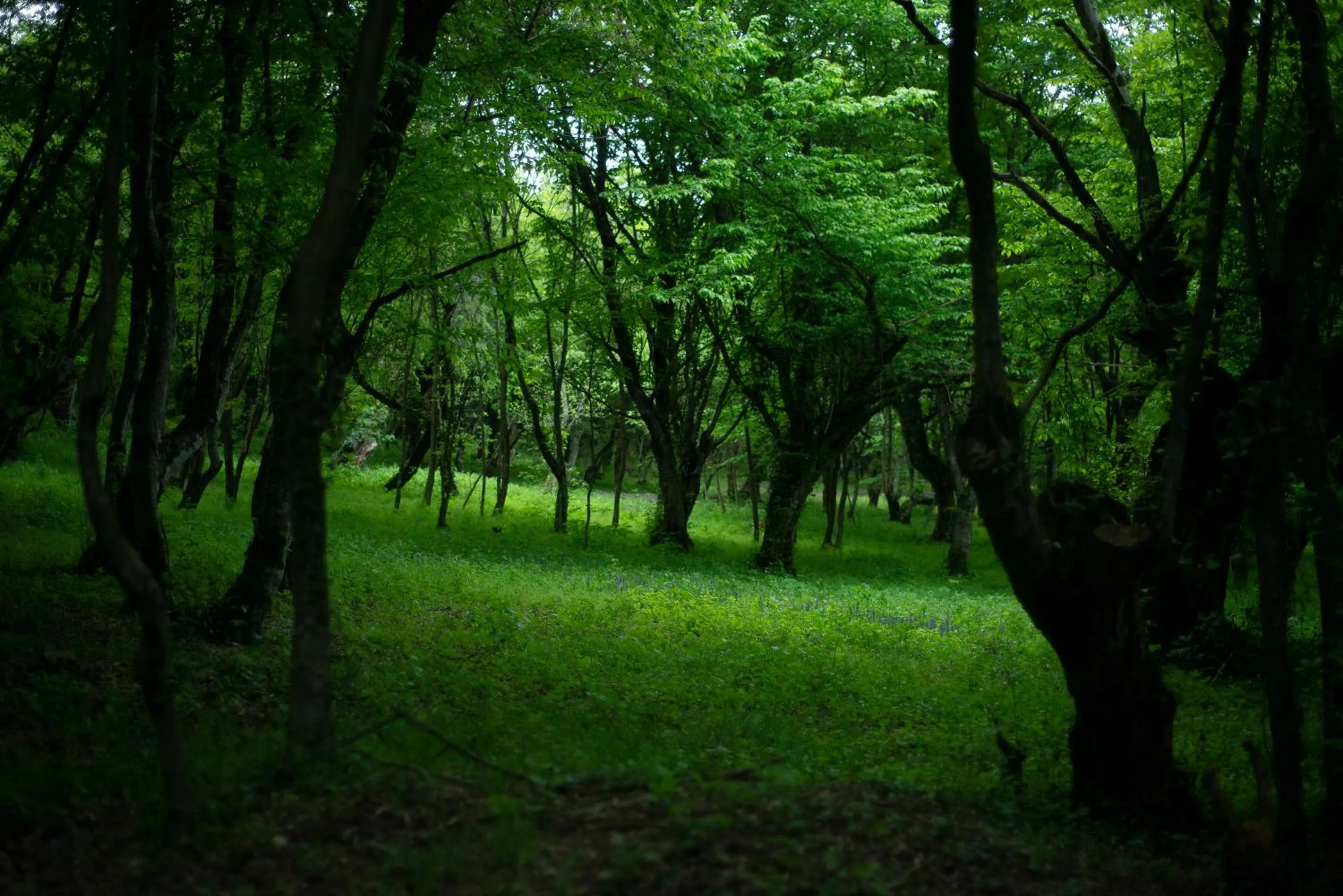 Natural landscape in Lopota Lake Resort & Spa
