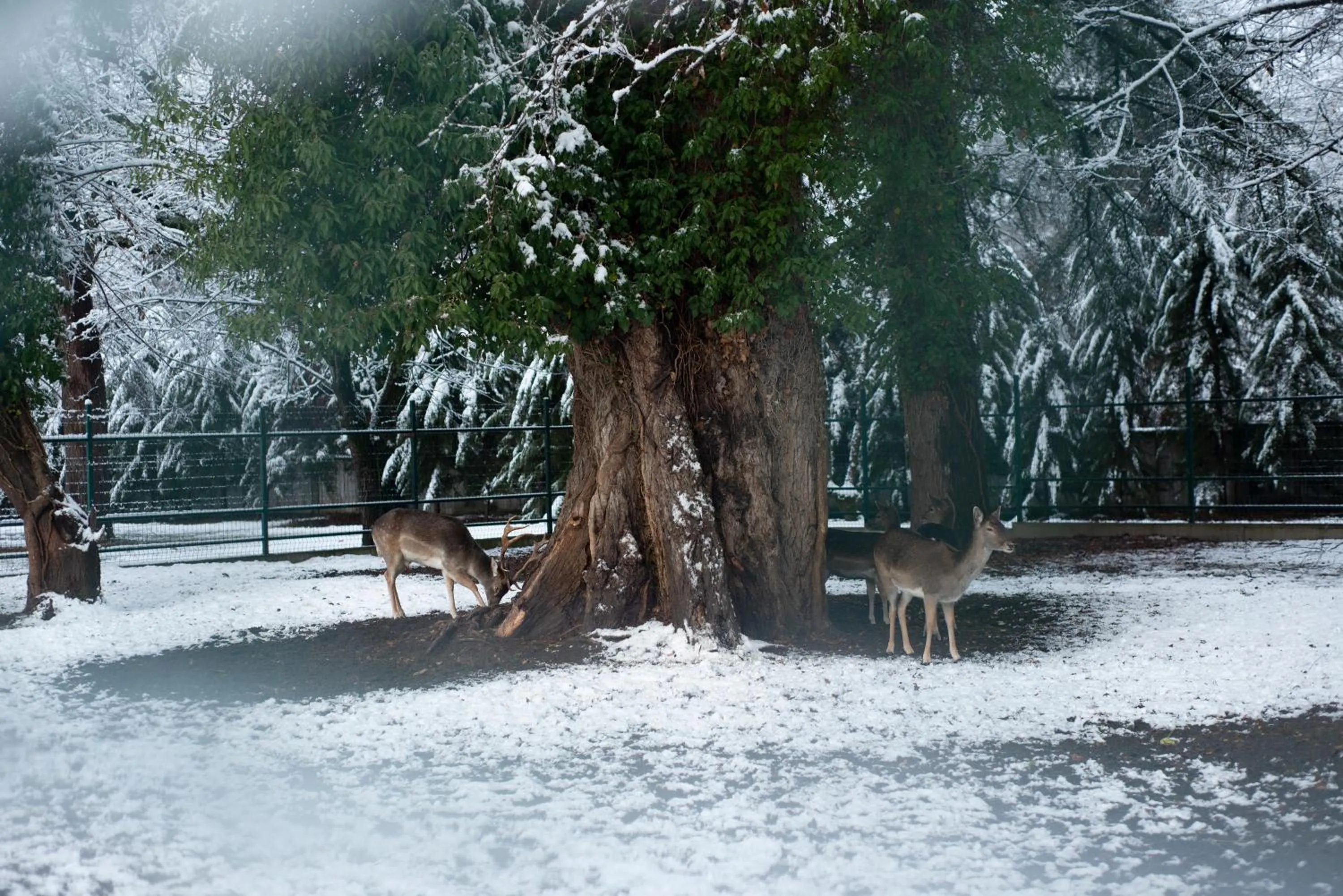 Natural landscape in Lopota Lake Resort & Spa