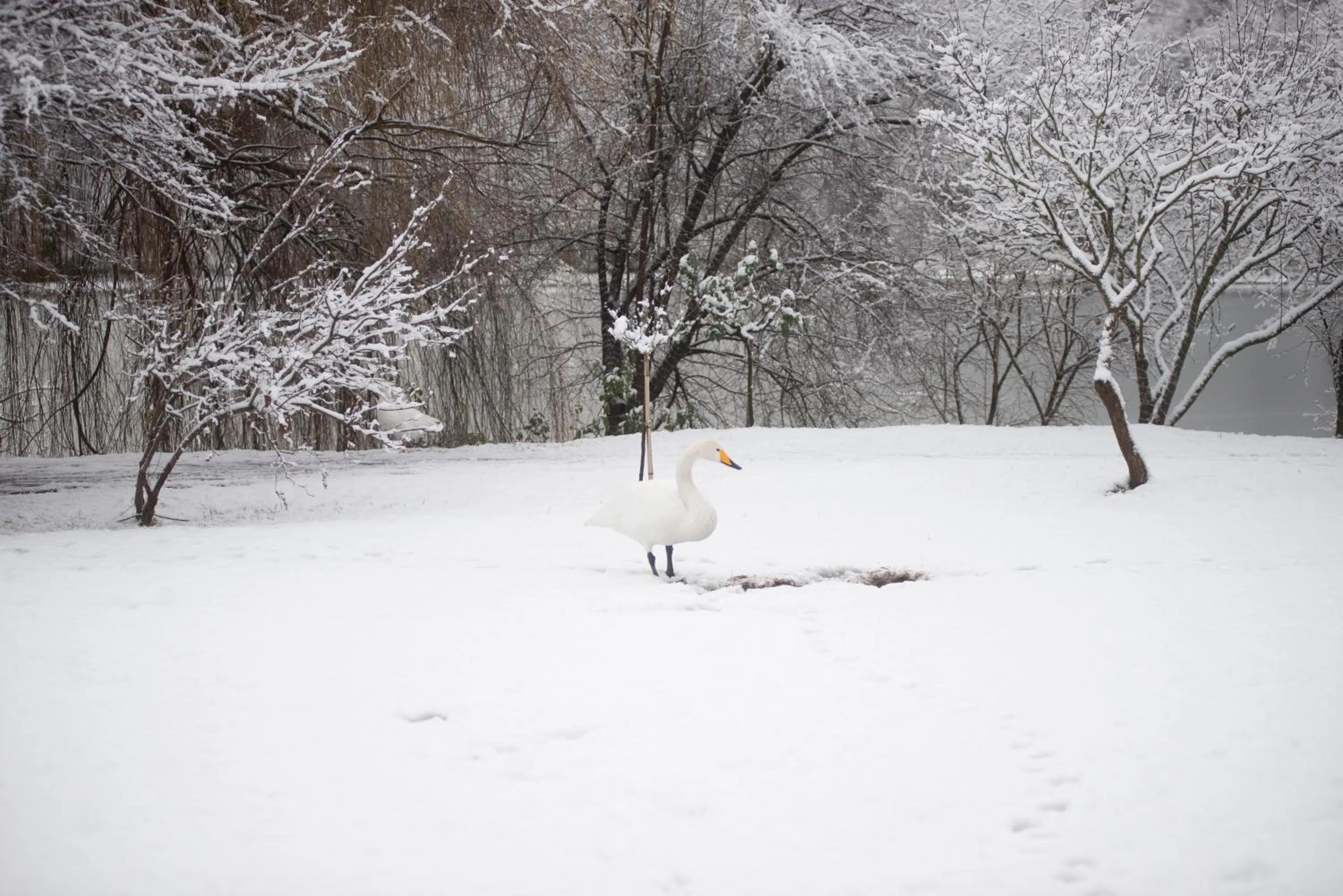 Winter in Lopota Lake Resort & Spa