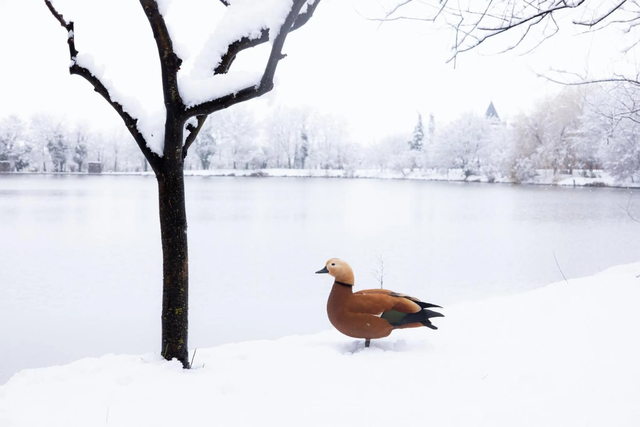 View (from property/room) in Lopota Lake Resort & Spa