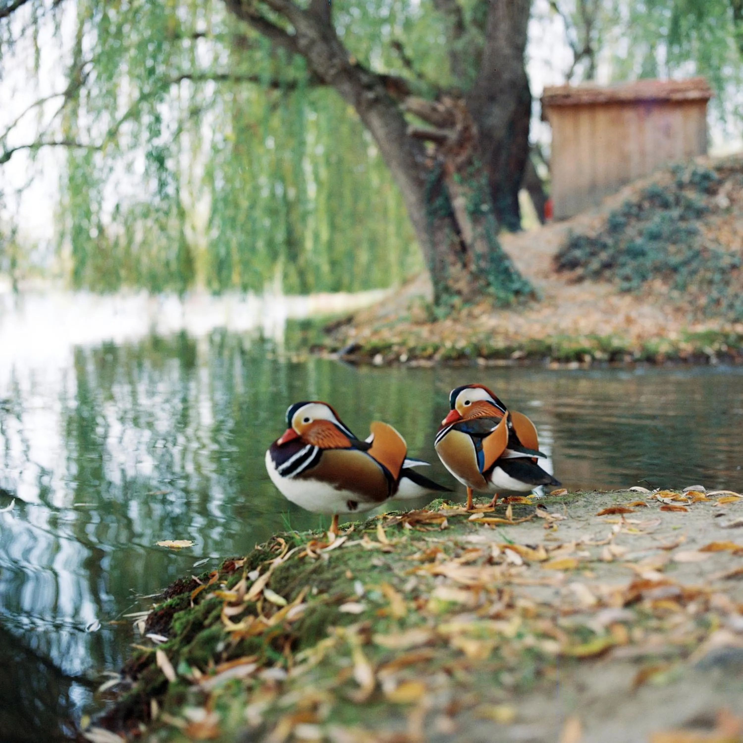 Lake view in Lopota Lake Resort & Spa