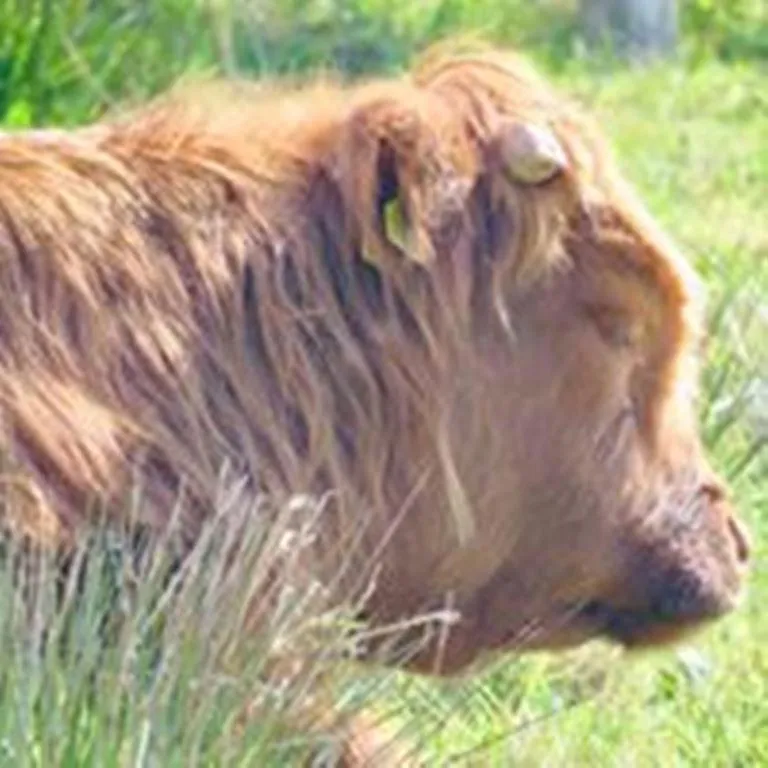 Windhaven Camping and B&B