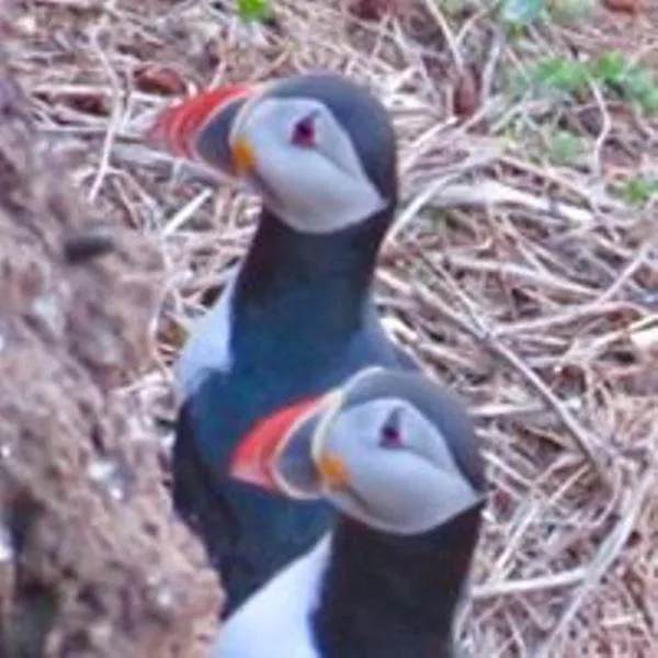 Animals in Windhaven Camping and B&B