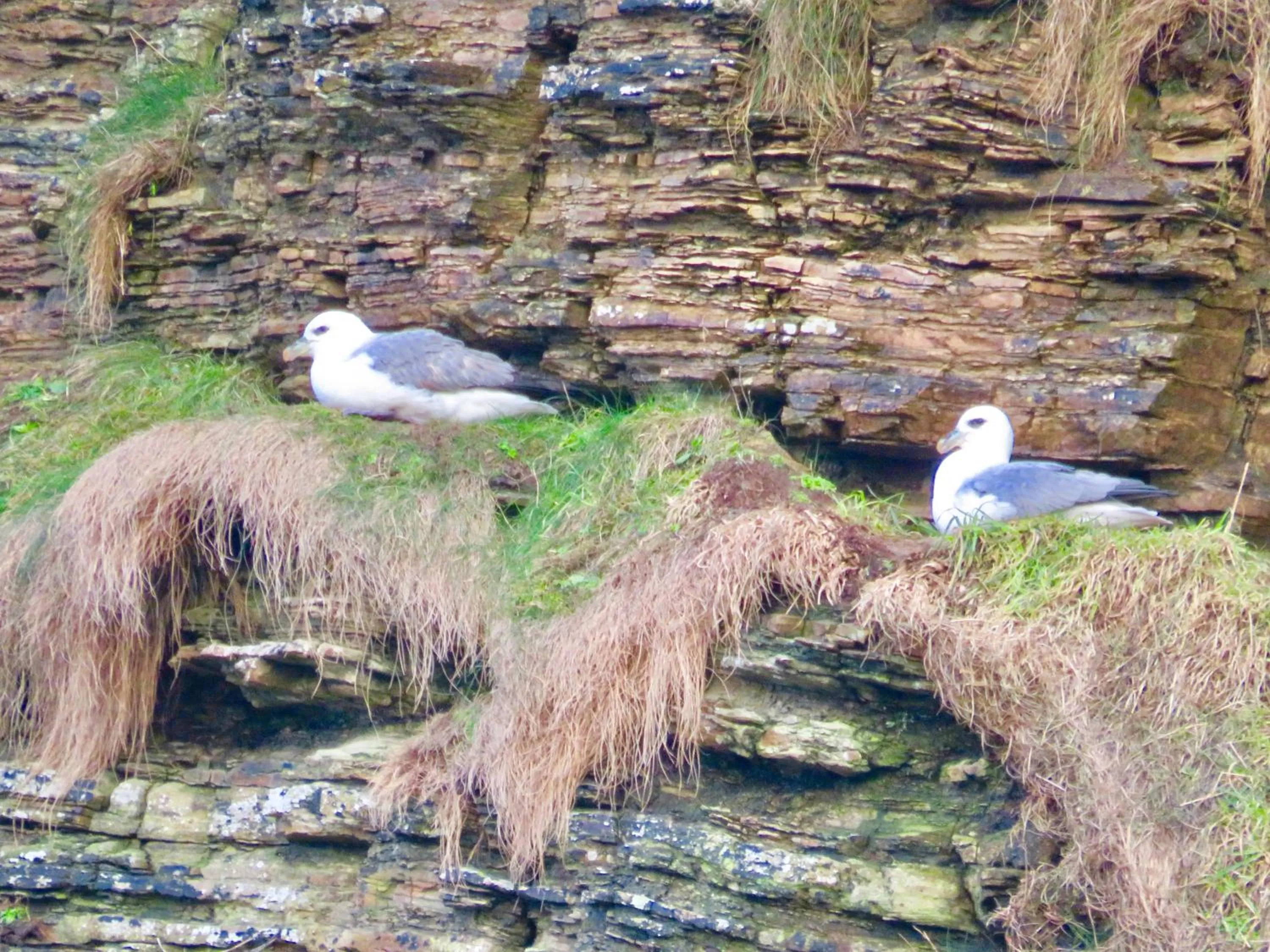 Animals in Windhaven Camping and B&B