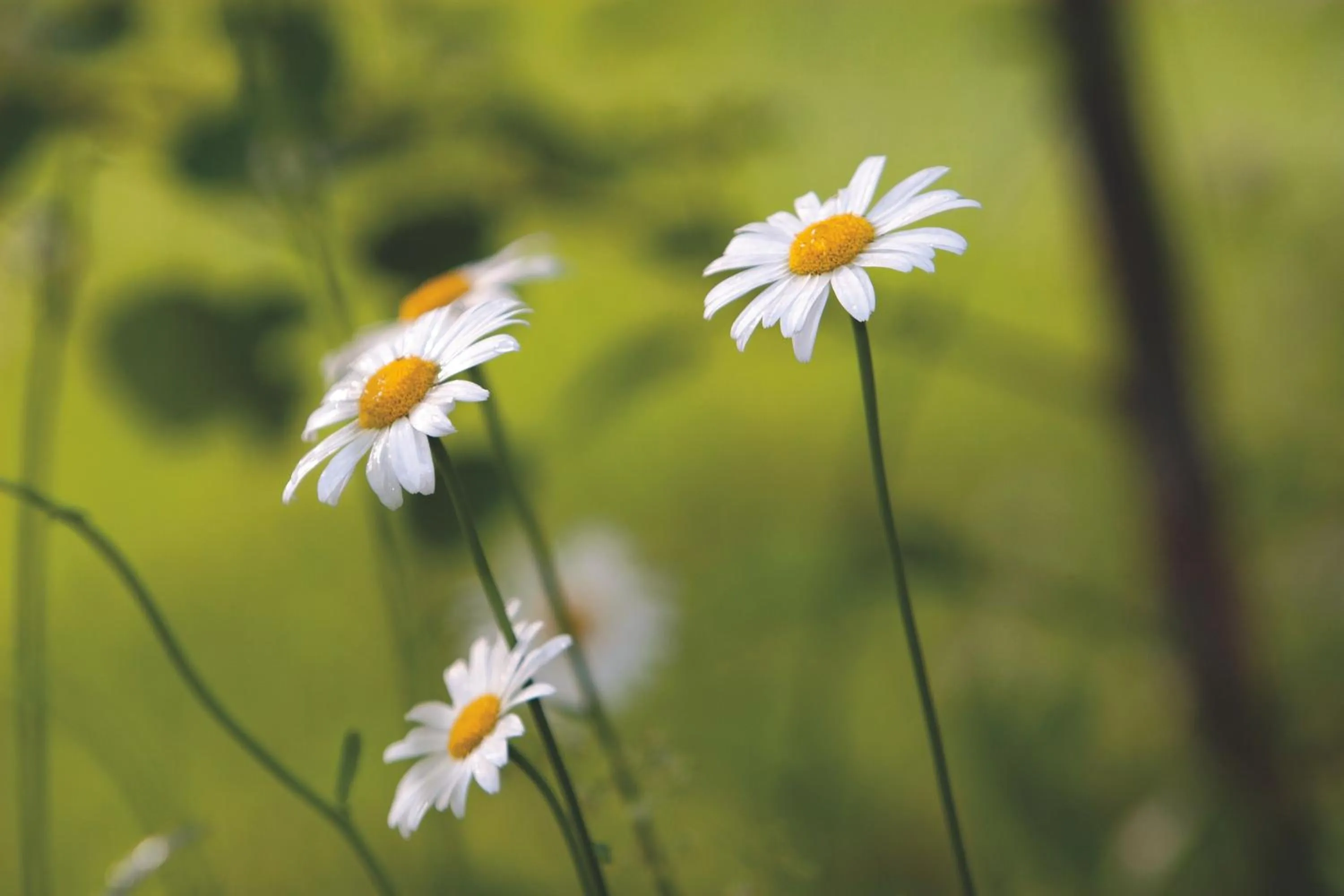 Spring in Garni Renzler