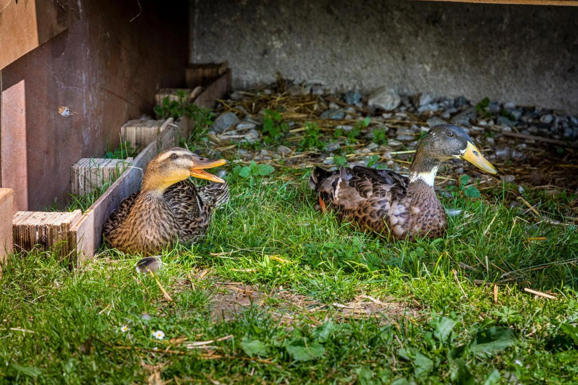 Animals in Daarhof