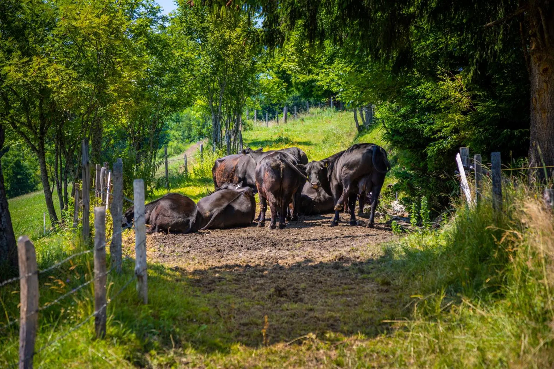 Animals in Daarhof