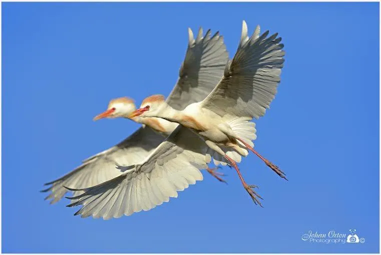 Kingna Lodge Montagu