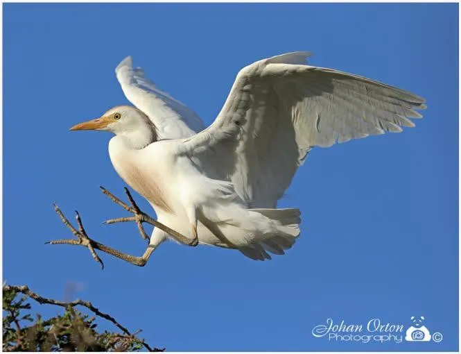 Kingna Lodge Montagu