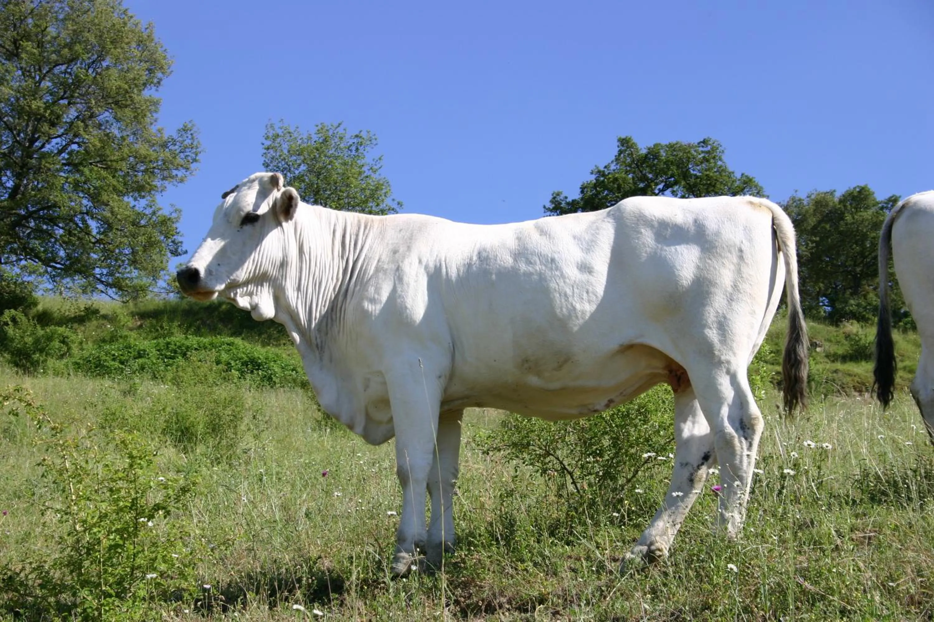 Other in Il Baraccotto