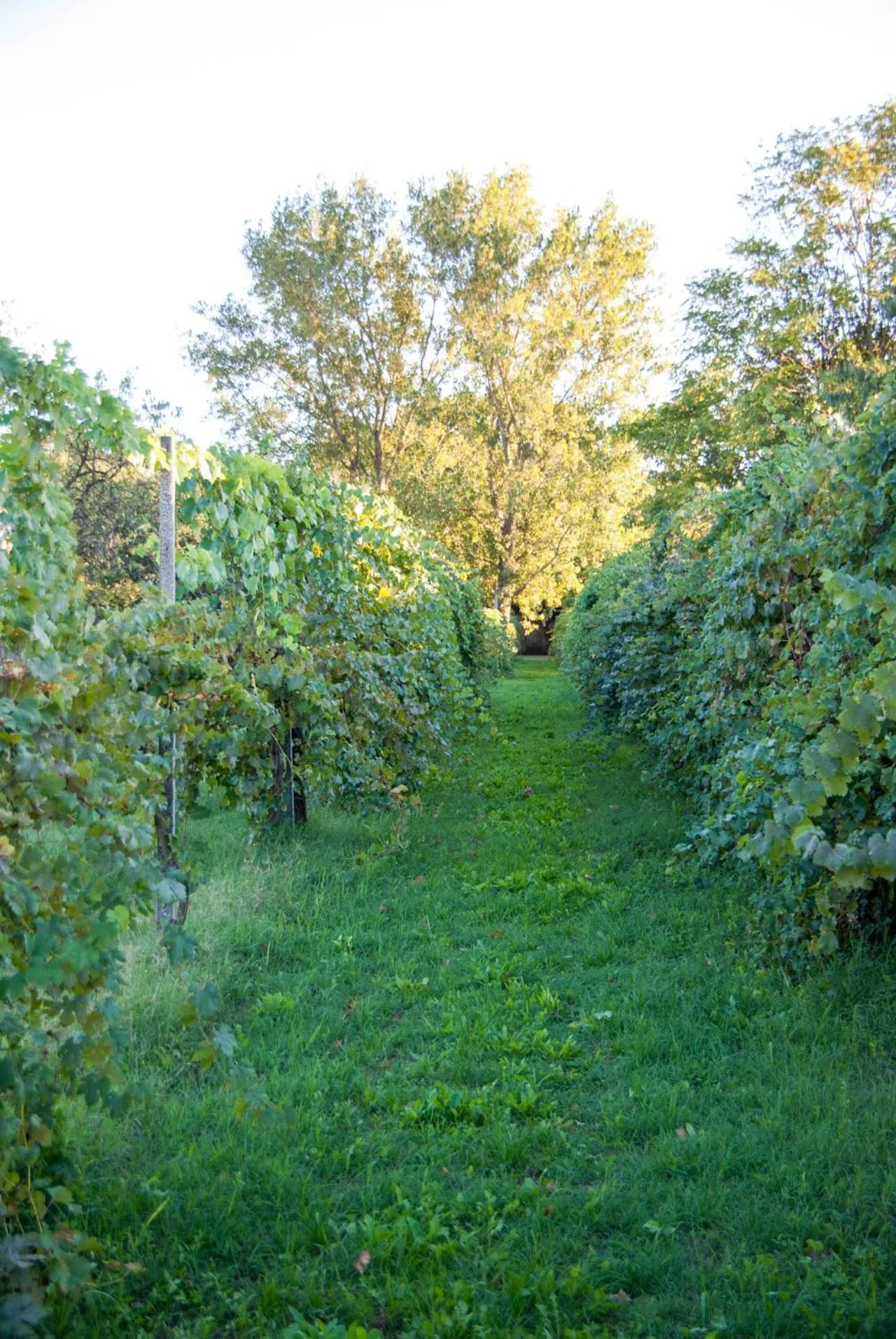 Garden in Principessa Pio