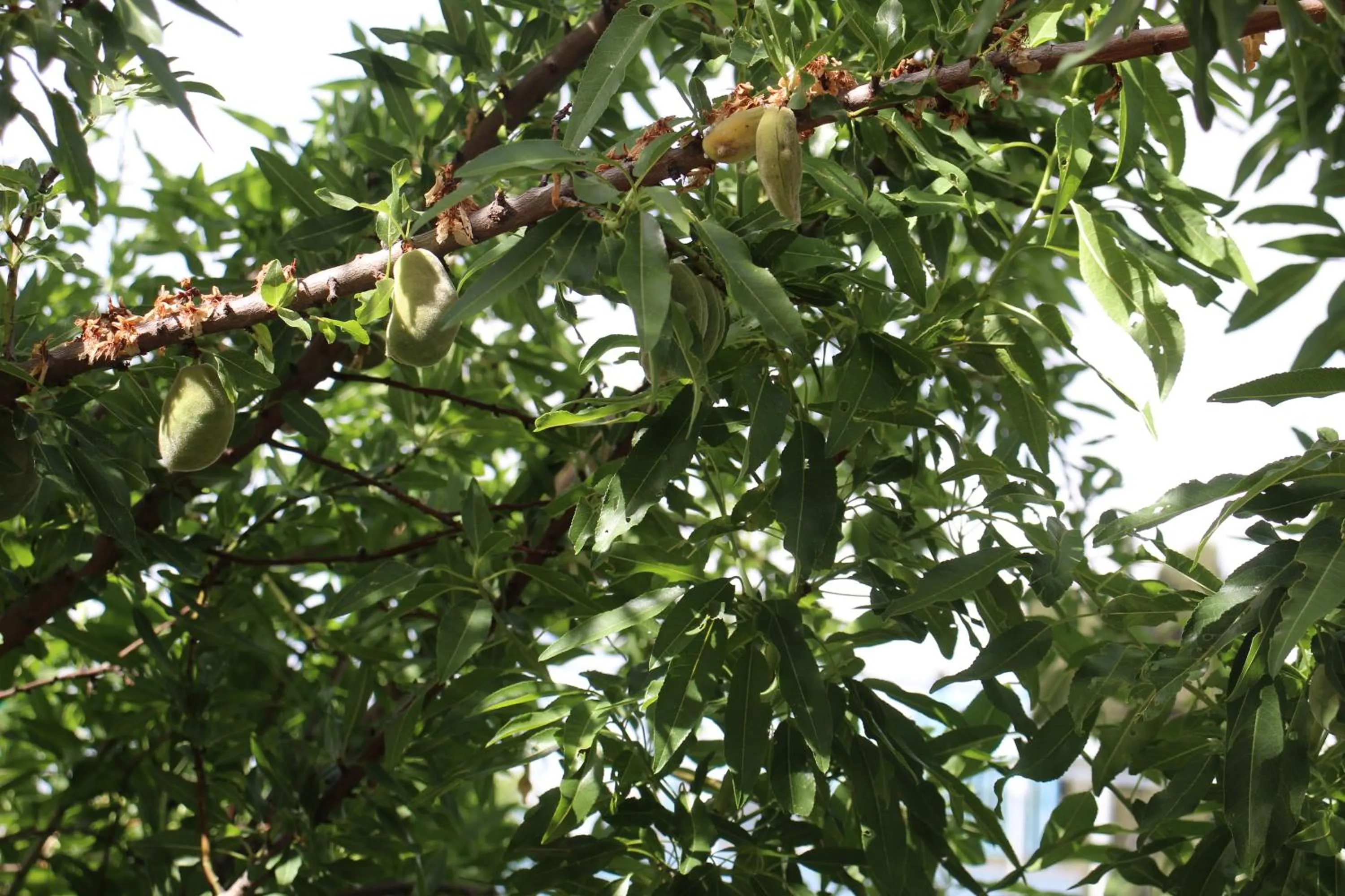 Natural landscape in Artists' Colony Inn Zefat