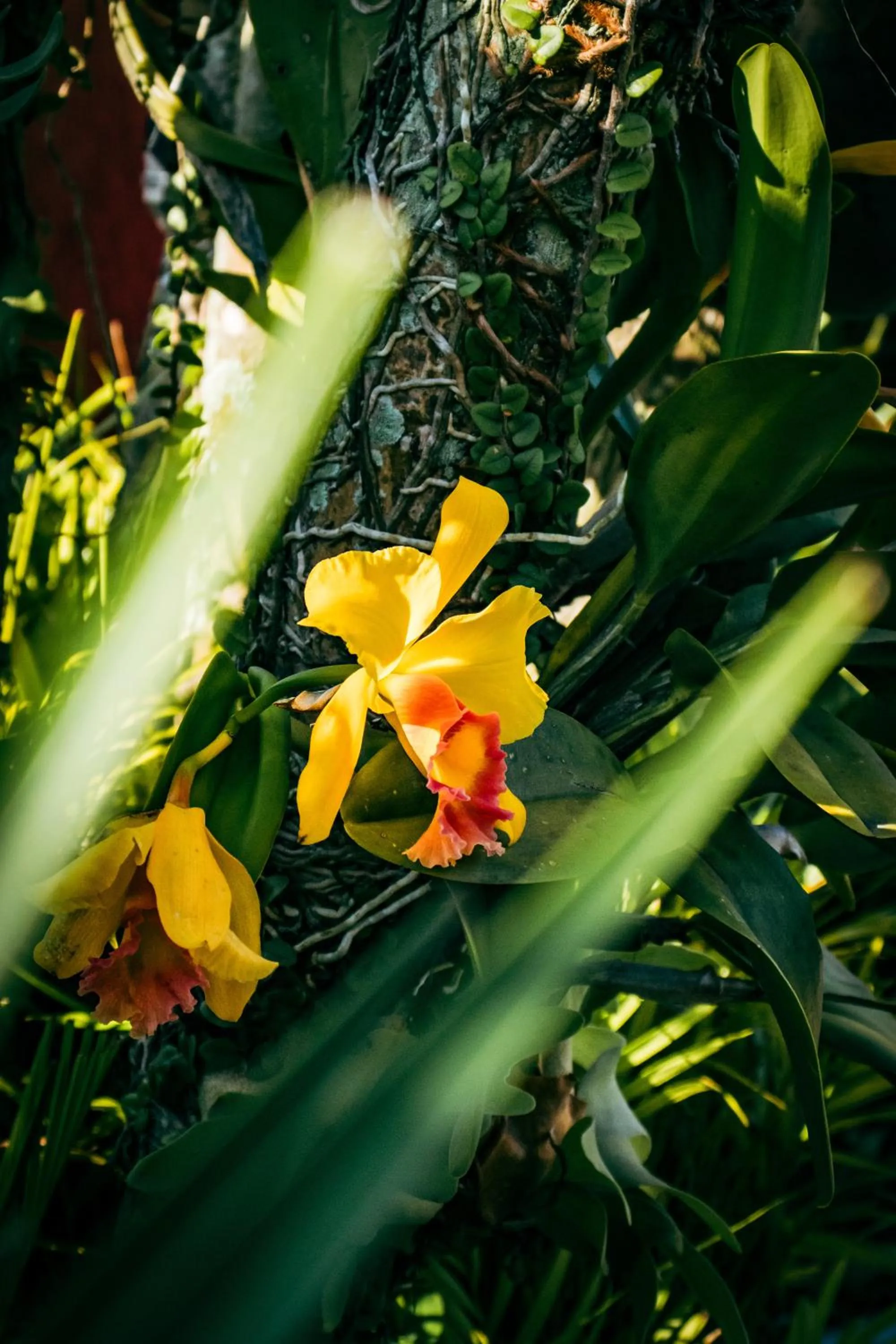 Garden in Pousada Villegaignon