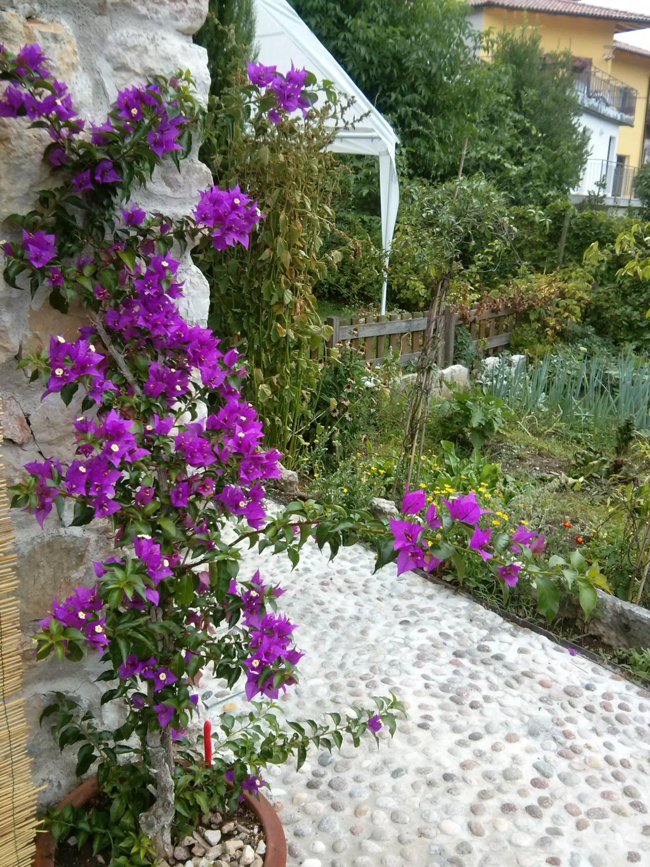 Garden in Villa Monica