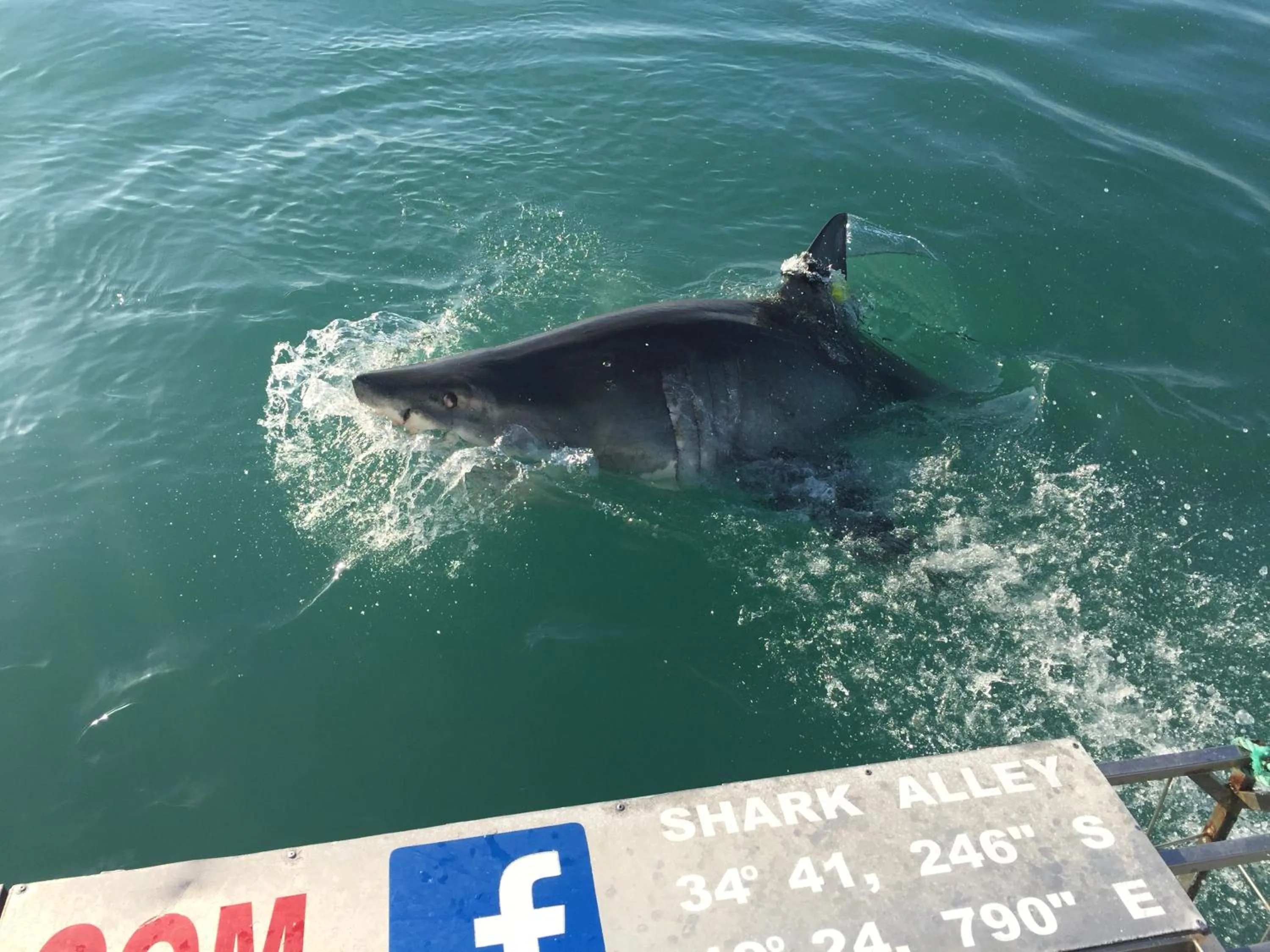 Diving in Sixteen Guesthouse on Main