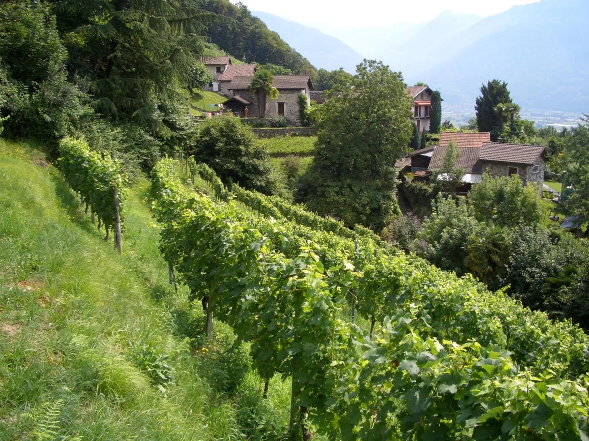 Summer in Tenuta Casa Cima - tenutacasacima com -