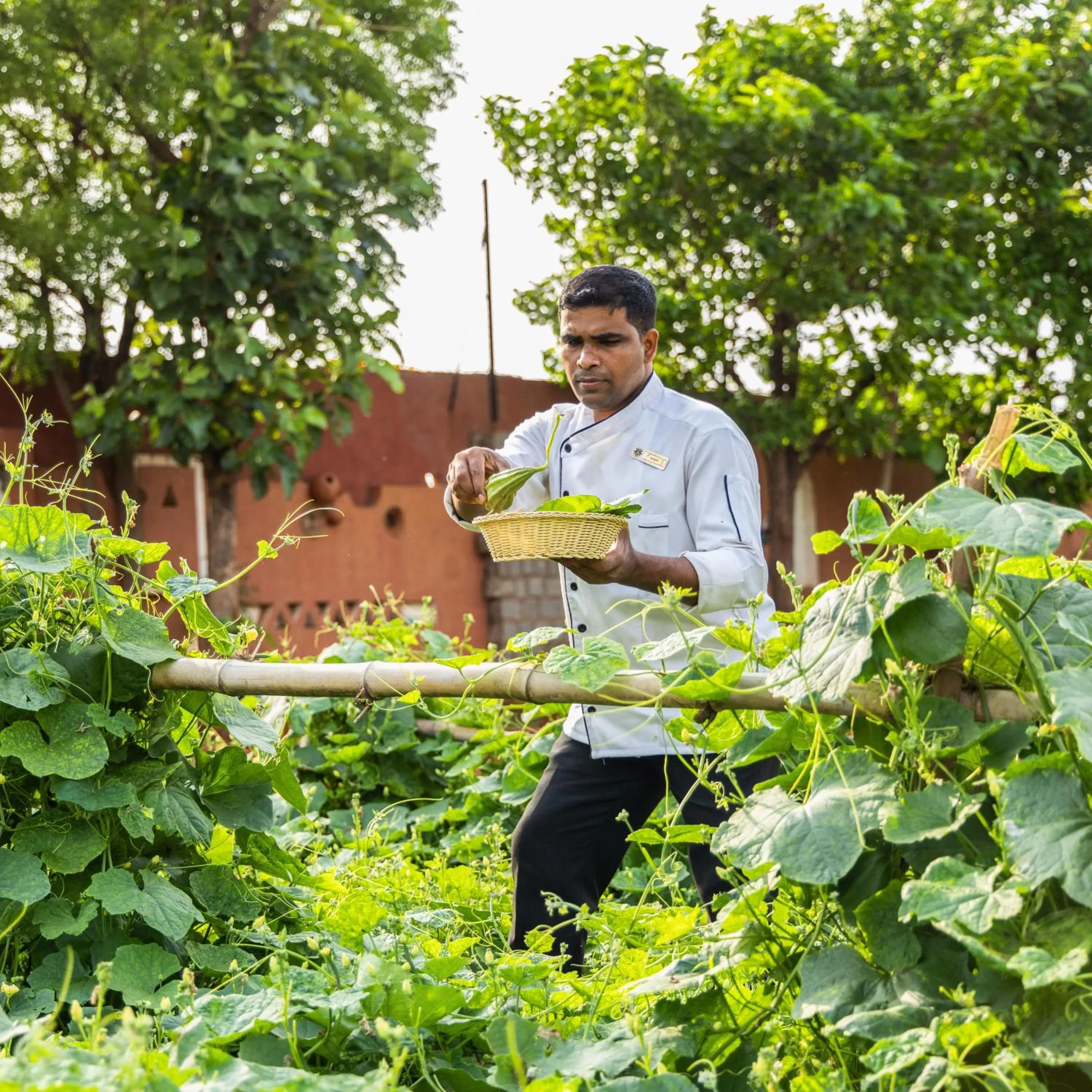 Garden in Vijayshree Resort, Hampi