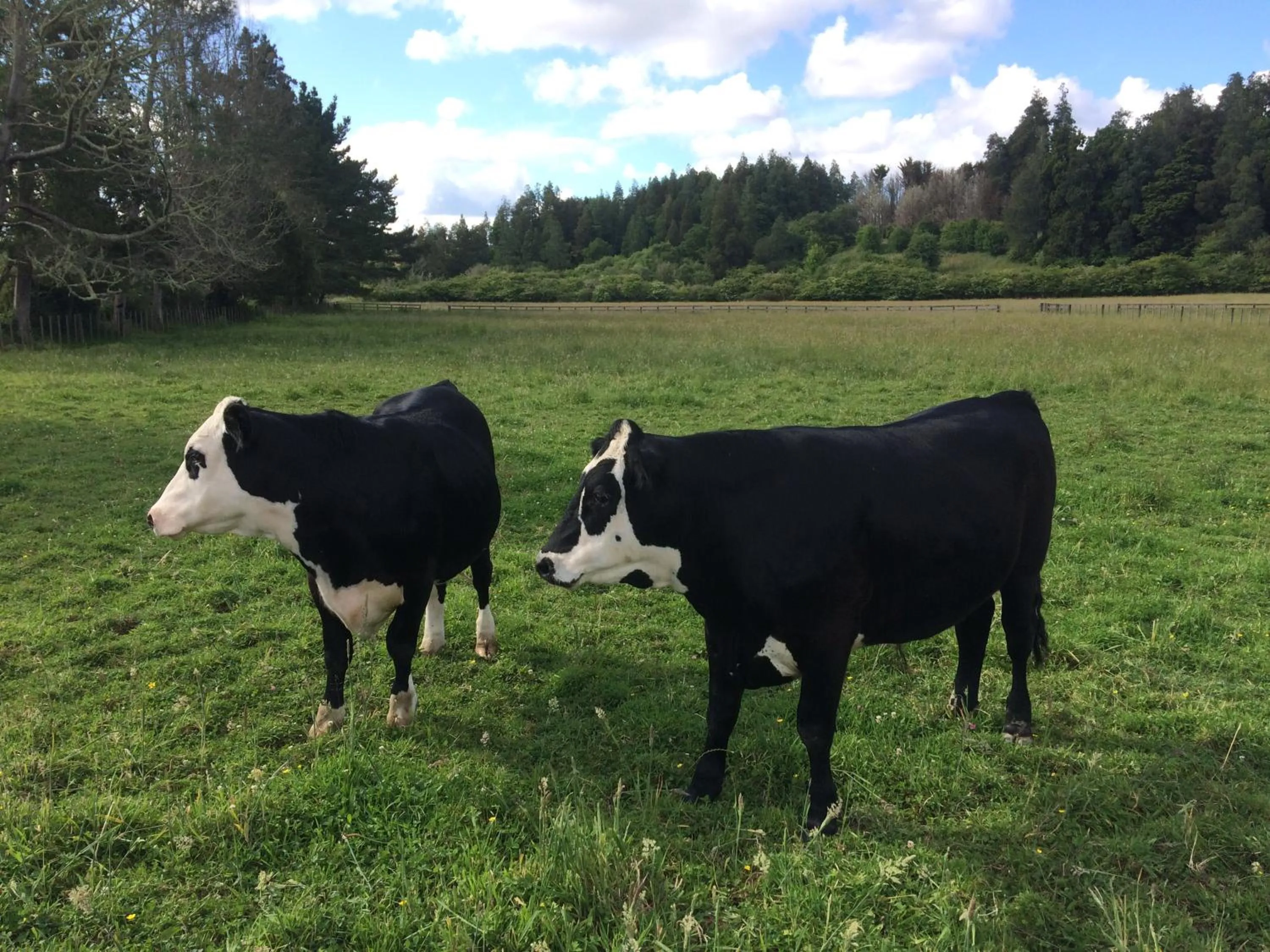 Animals in Hunua Ranges