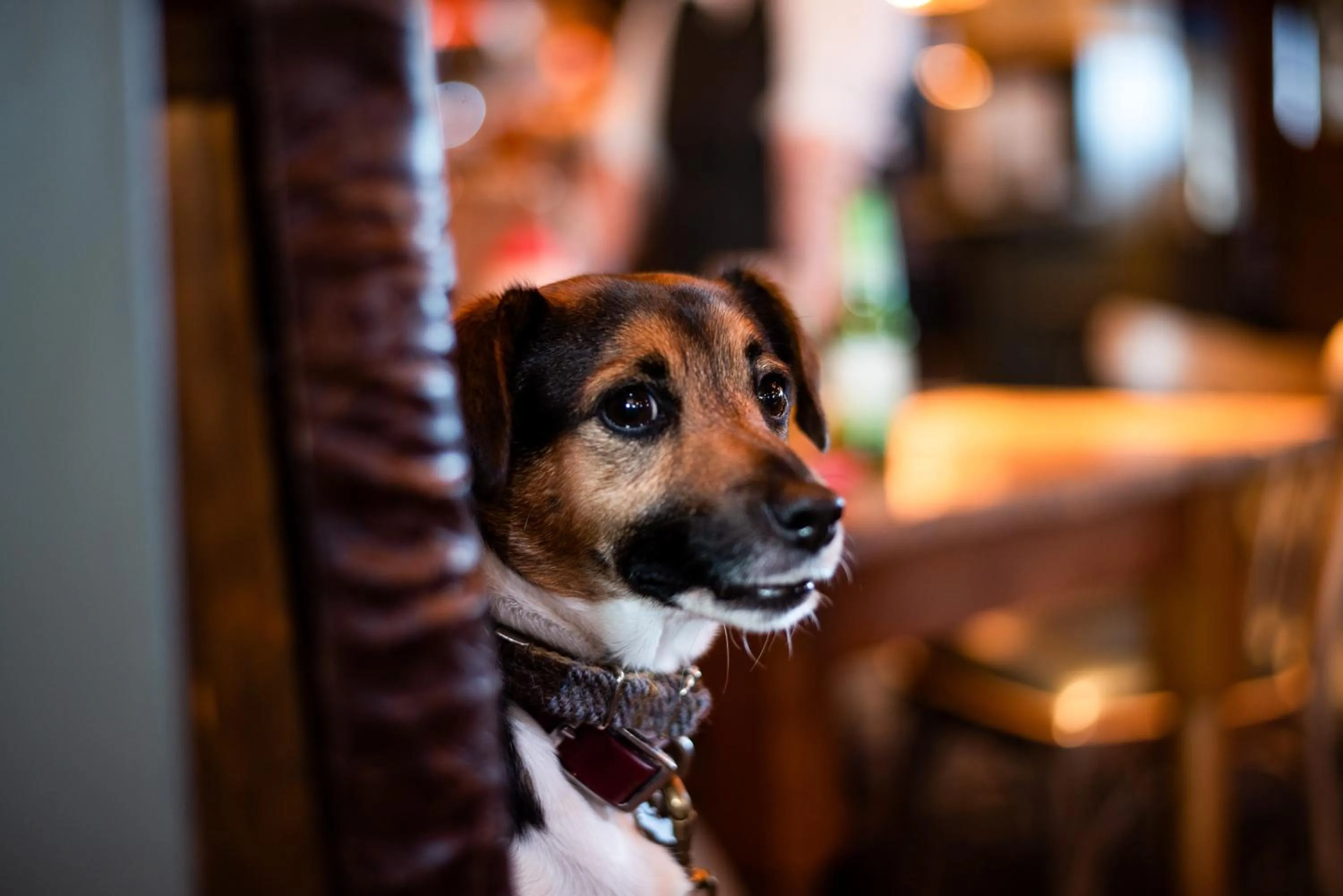pet friendly in The Amble Inn - The Inn Collection Group