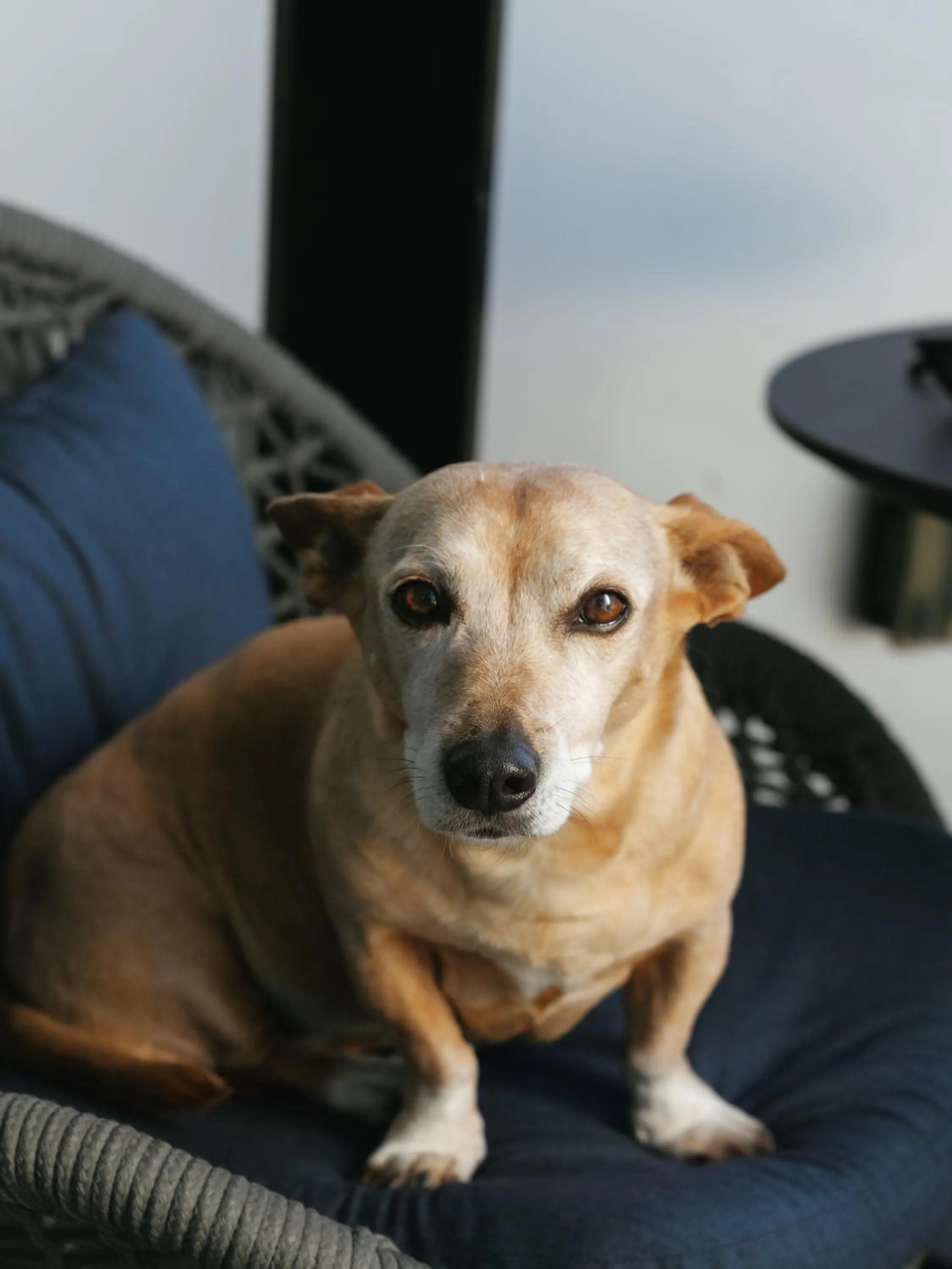 Pets in Alma San Diego Downtown, a Tribute Portfolio Hotel