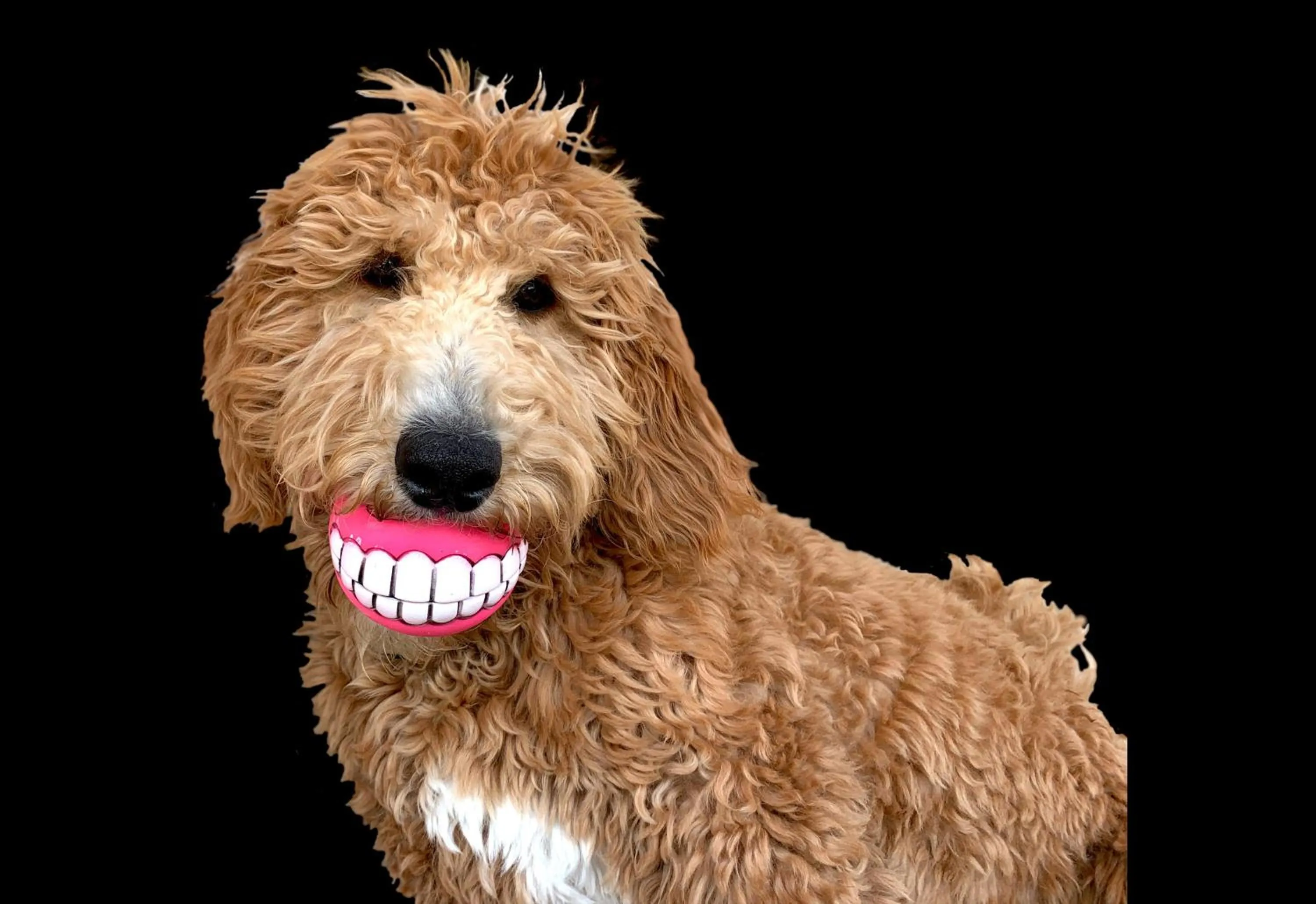 Pets in The Academy Hotel Colorado Springs