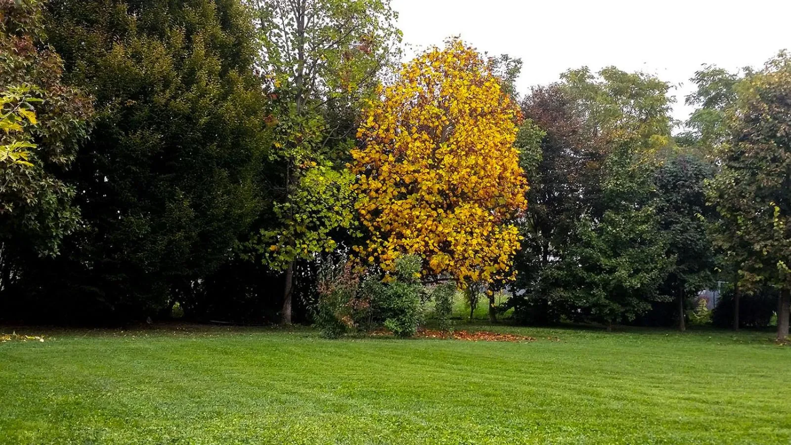 Garden view in B&B Al Piovego