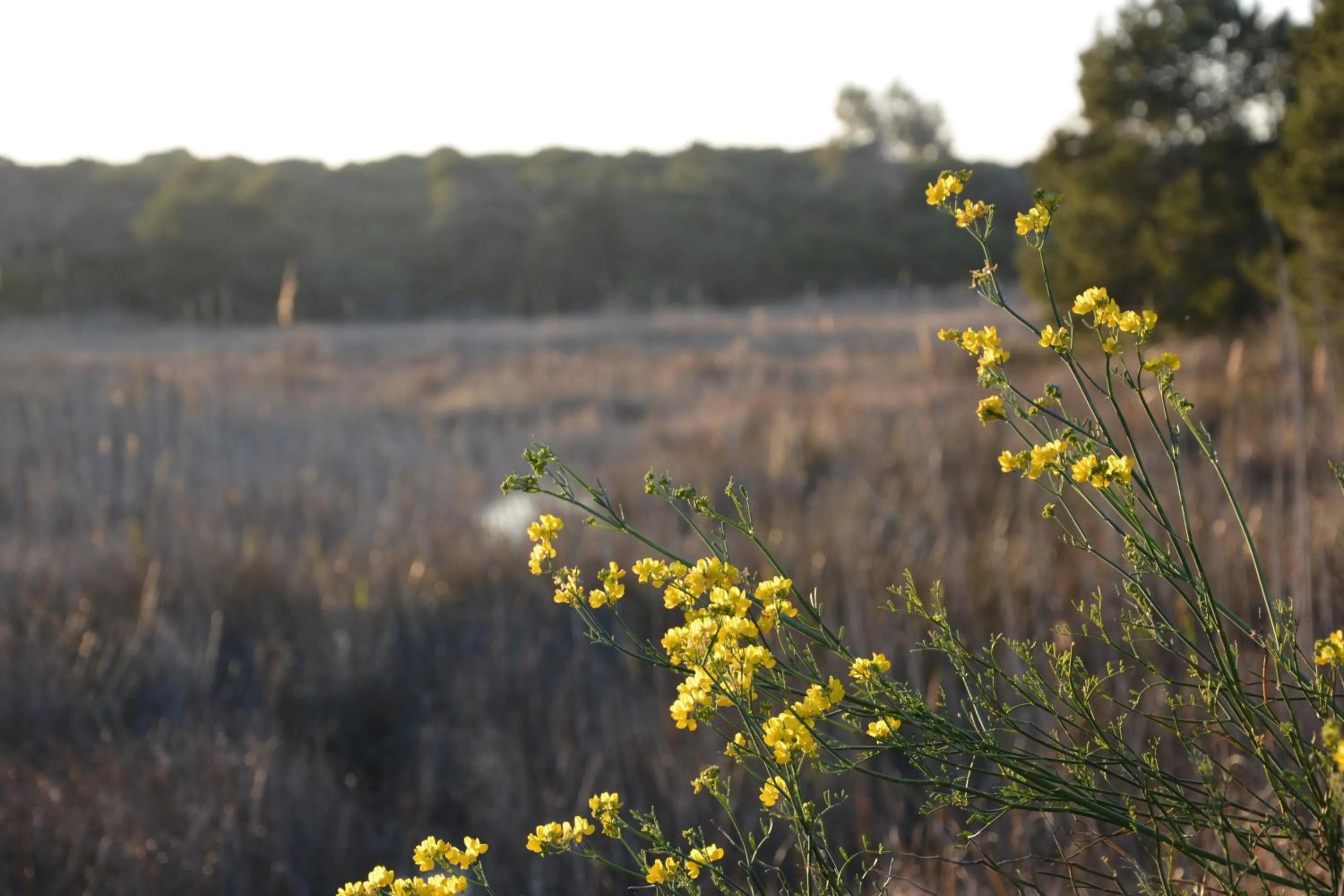 Natural landscape in YOU & CO. Saler Beach Boutique