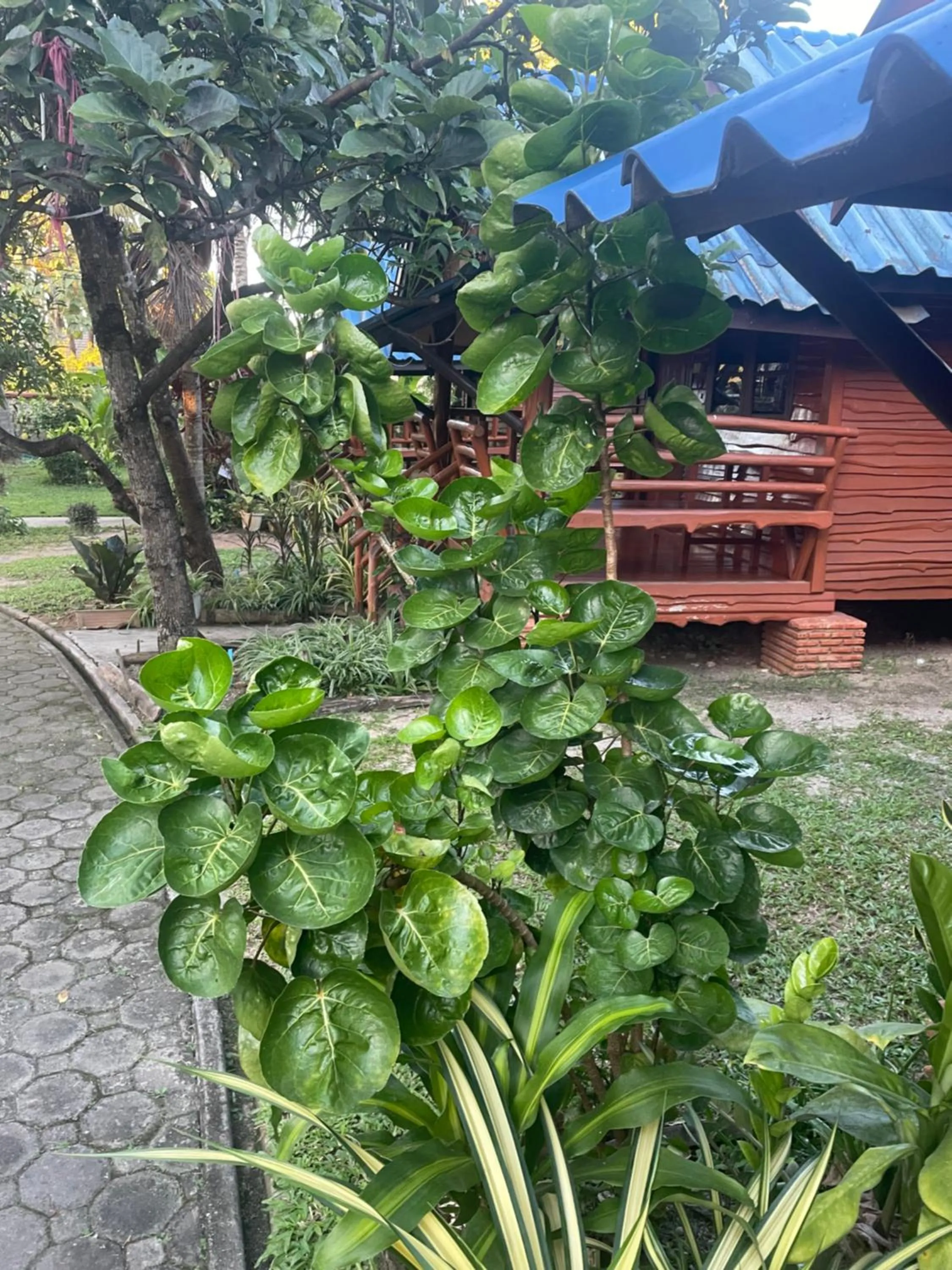 Suandarbporn Resort Mae Sot