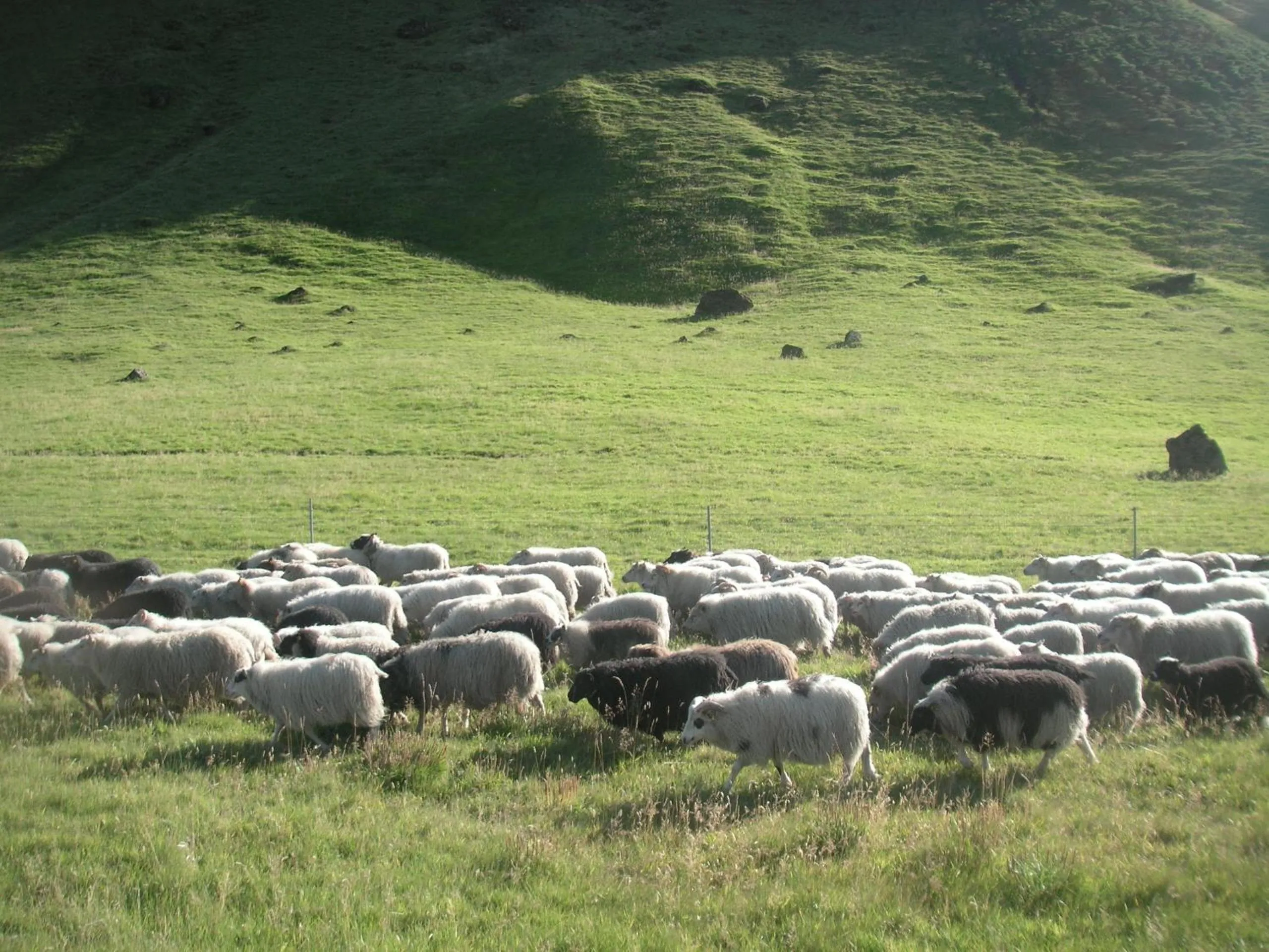 Animals in Guesthouse Vellir