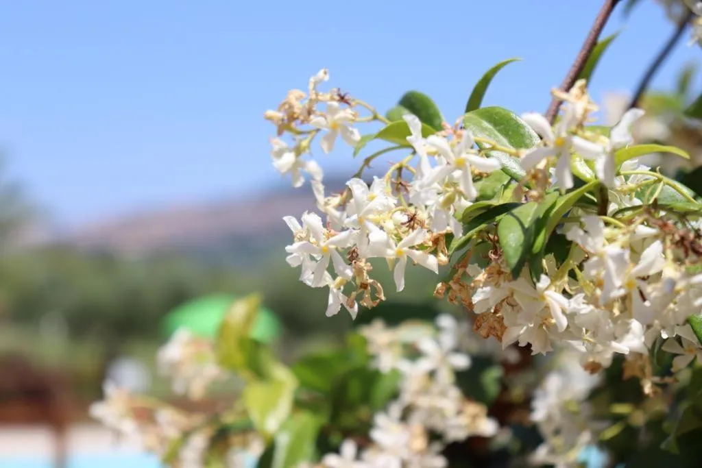 Decorative detail in Agriturismo Il Casale di Monica