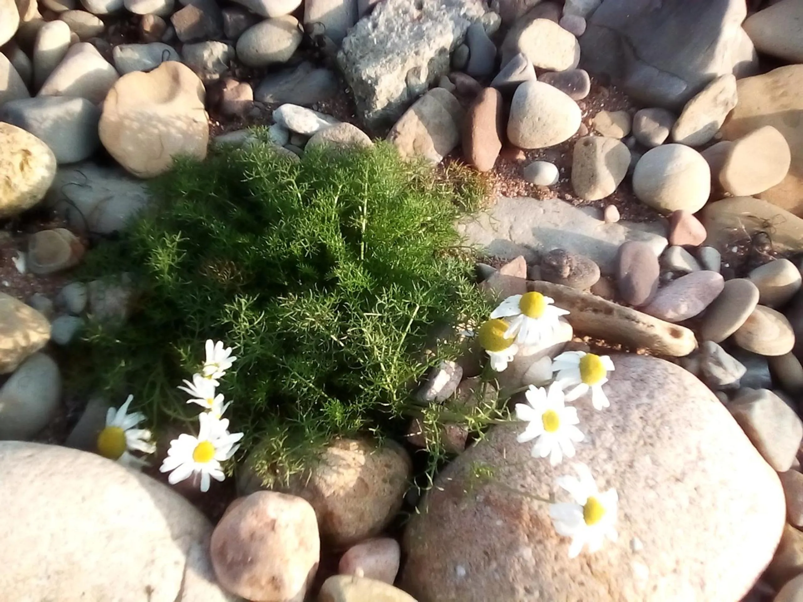 Off site in Song of the Sea, Selkie House