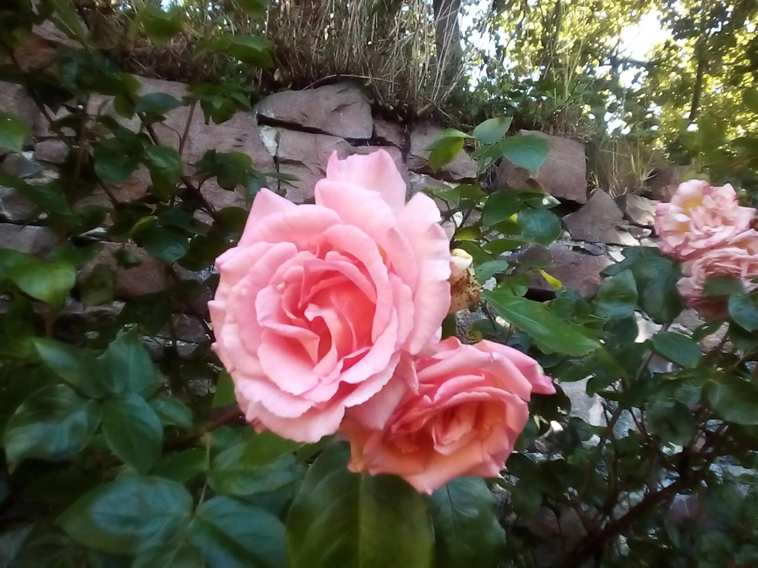 Song of the Sea, Selkie House