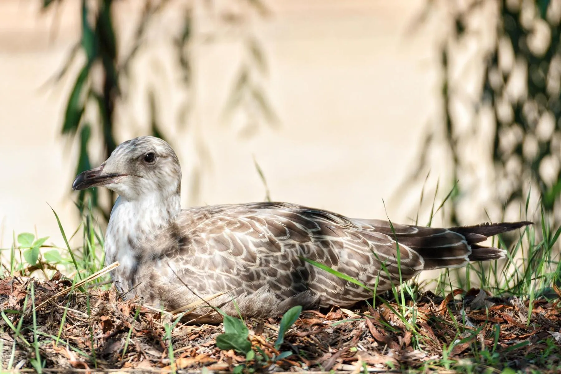 Song of the Sea, Selkie House