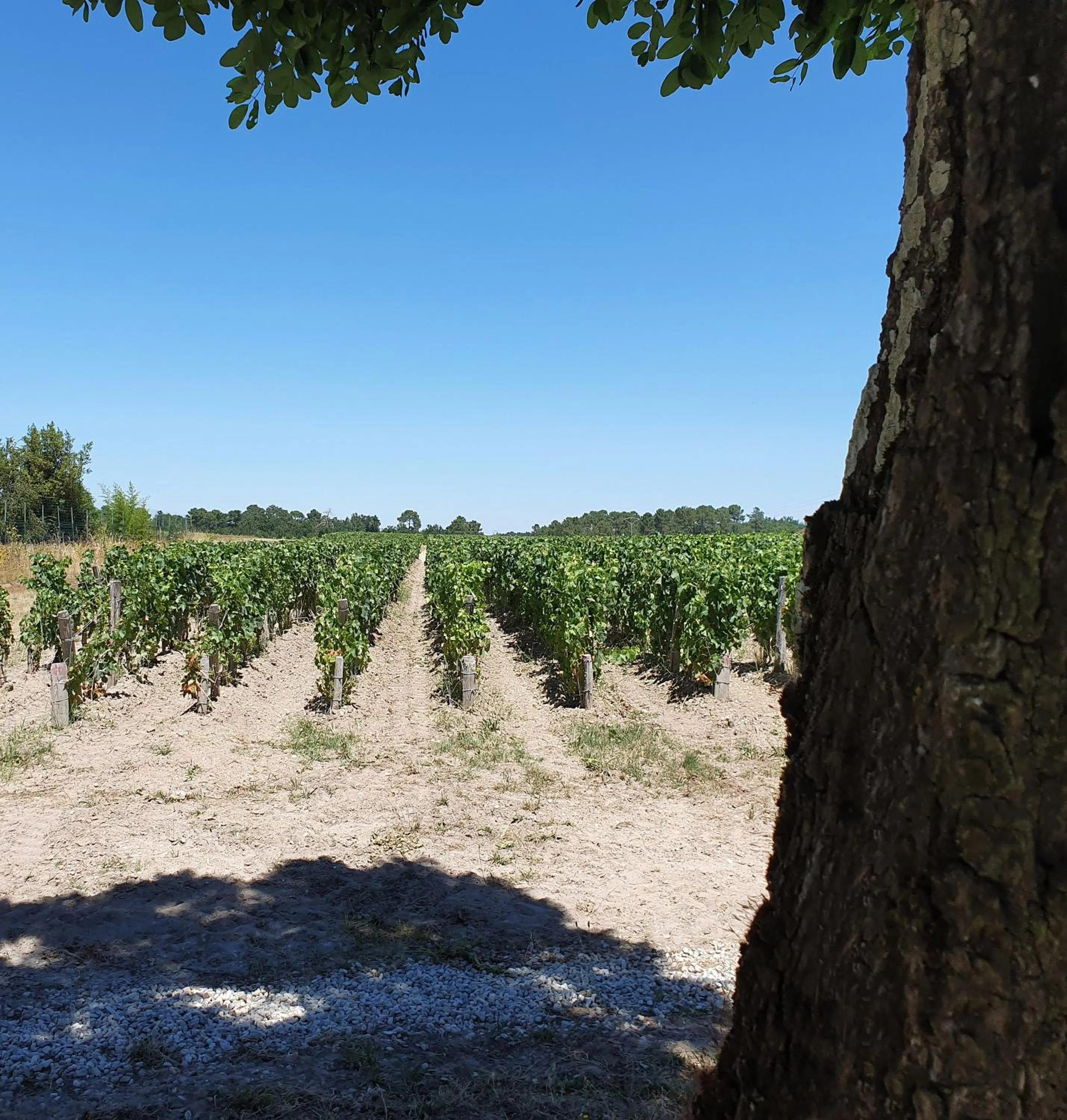 Natural landscape in Domaine de Larchey