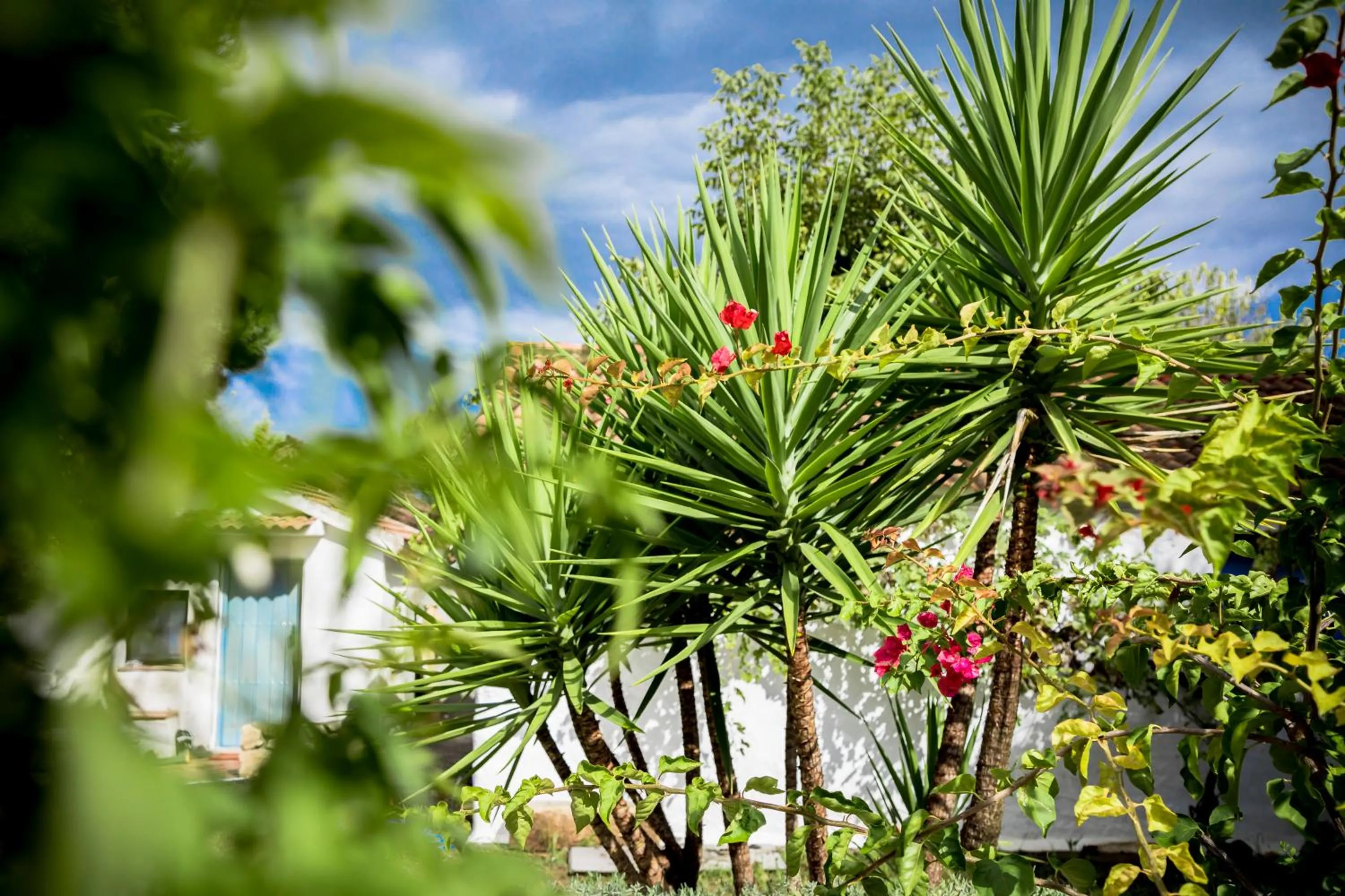 Garden in Boutique Hotel Rancho Los Lobos