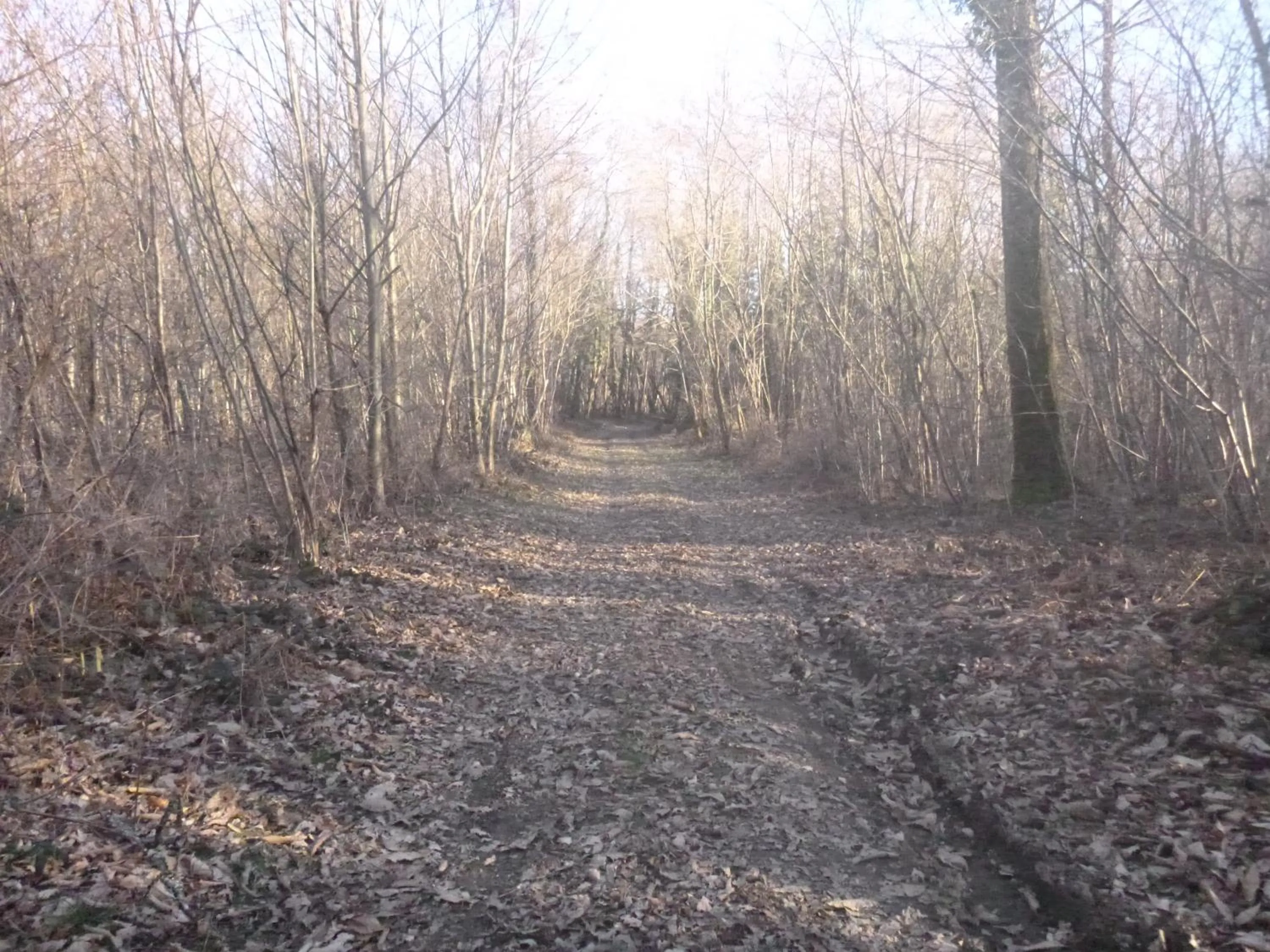 La Maison Des Fleurs